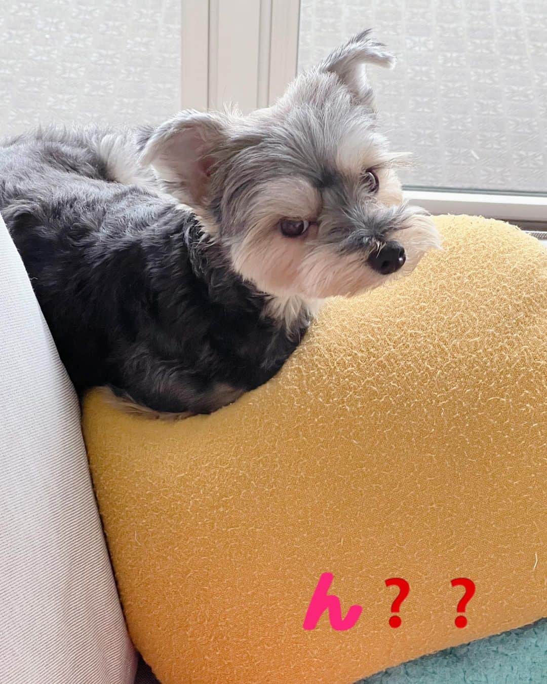 大石まどかさんのインスタグラム写真 - (大石まどかInstagram)「何か❓言いたげなねねちゃん‥。 #ねねちゃん #ミックス犬 #ヨークシャテリア #マルチーズ  #so  #cute #dog #love」7月7日 17時31分 - madoka_oishi