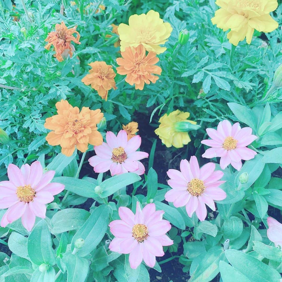 三浦泉さんのインスタグラム写真 - (三浦泉Instagram)「* *♪¸¸.•*¨･:*ೄ·*♪¸¸.•*¨･:*ೄ*♪¸¸.•*¨･:*ೄ··*♪¸¸.•*¨･  　横浜スタジアム付近に 咲いていたお花💐  　この日もお花に癒されました🌼🌸  　  *  *♪¸¸.•*¨･:*ೄ·*♪¸¸.•*¨･:*ೄ*♪¸¸.•*¨･:*ೄ··*♪¸¸.•*¨･  #お花畑  #お花 #お花のある暮らし」7月9日 16時47分 - princessizu1201