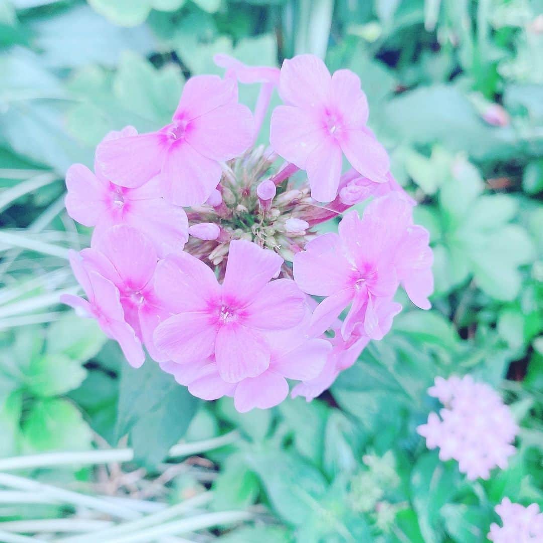三浦泉さんのインスタグラム写真 - (三浦泉Instagram)「* *♪¸¸.•*¨･:*ೄ·*♪¸¸.•*¨･:*ೄ*♪¸¸.•*¨･:*ೄ··*♪¸¸.•*¨･  　横浜スタジアム付近に 咲いていたお花💐  　この日もお花に癒されました🌼🌸  　  *  *♪¸¸.•*¨･:*ೄ·*♪¸¸.•*¨･:*ೄ*♪¸¸.•*¨･:*ೄ··*♪¸¸.•*¨･  #お花畑  #お花 #お花のある暮らし」7月9日 16時47分 - princessizu1201