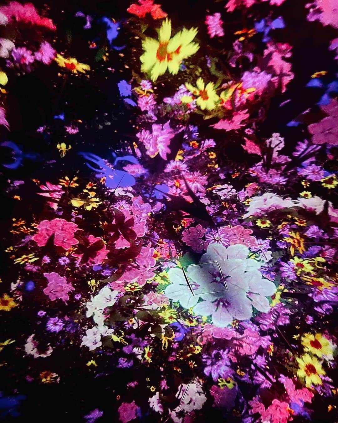 宮村ななこさんのインスタグラム写真 - (宮村ななこInstagram)「#teamlab #art #artwork #artphoto #artphotography #photo #photooftheday #photography #flower #flowers #flowerphotography #photographer #チームラボ #チームラボ豊洲 #チームラボプラネッツ #写真 #花」7月9日 17時42分 - miyamuchan_001