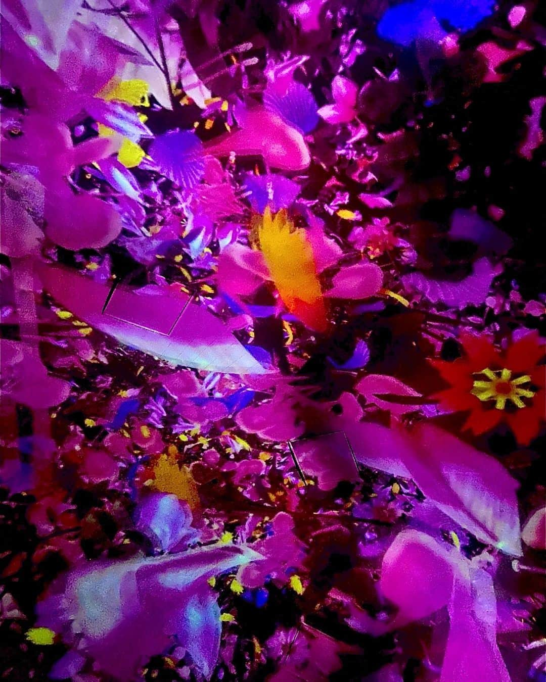 宮村ななこさんのインスタグラム写真 - (宮村ななこInstagram)「#teamlab #art #artwork #artphoto #artphotography #photo #photooftheday #photography #flower #flowers #flowerphotography #photographer #チームラボ #チームラボ豊洲 #チームラボプラネッツ #写真 #花」7月9日 17時42分 - miyamuchan_001