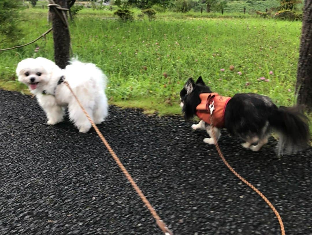 小野真弓さんのインスタグラム写真 - (小野真弓Instagram)「おっはにゃーん🐯🐯💓 日曜日のナナちゃんにゃーん🐾🎀  おかーさんは選挙の投票に行ってるにゃよ😆🕊  ハル兄ちゃんの〜 遊んで欲しそうな眼差し。。👀 ハル兄ちゃんの大好きな、オレ様王様ごっこに〜🐏👑 アオくんと、ハナ姉ちゃんと3にんで、 毎日付き合ってあげてるにゃよ🐾😆  あーあ 兄ちゃんには敵わないにゃぁー🙈🙈🙈  って、 毎日言ってあげるにゃ🐾 なんて大人なあたちたち😘🪶  譲り合いの心で、 平和を保つにゃあ(*´꒳`*)🍀🕊  みんな良い一日にするにゃ💓  #雑種猫兄妹#アオくん#ナナちゃん #チワワ#ハナちゃん #チワマル#ハルくん #犬と猫のいる暮らし#犬猫日記 🐾 #黒猫#ハチベエ #預かり猫#保護猫」7月10日 11時39分 - hanaharuaroi