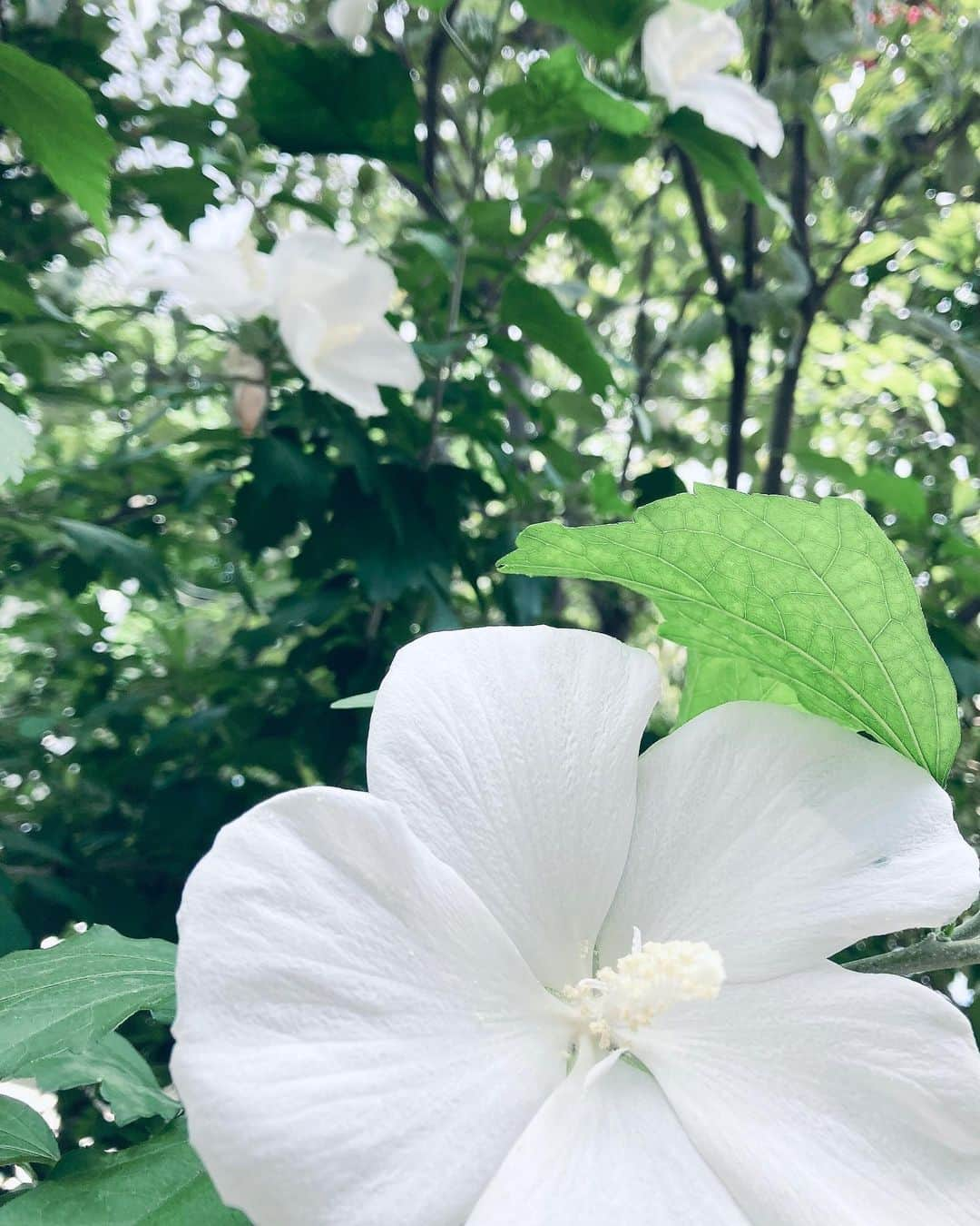 藤木由貴さんのインスタグラム写真 - (藤木由貴Instagram)「好きなもの見て好きなもの食べて、穏やかに過ごして下さい🕊 いつもありがとう。」7月10日 15時50分 - yuki.grm