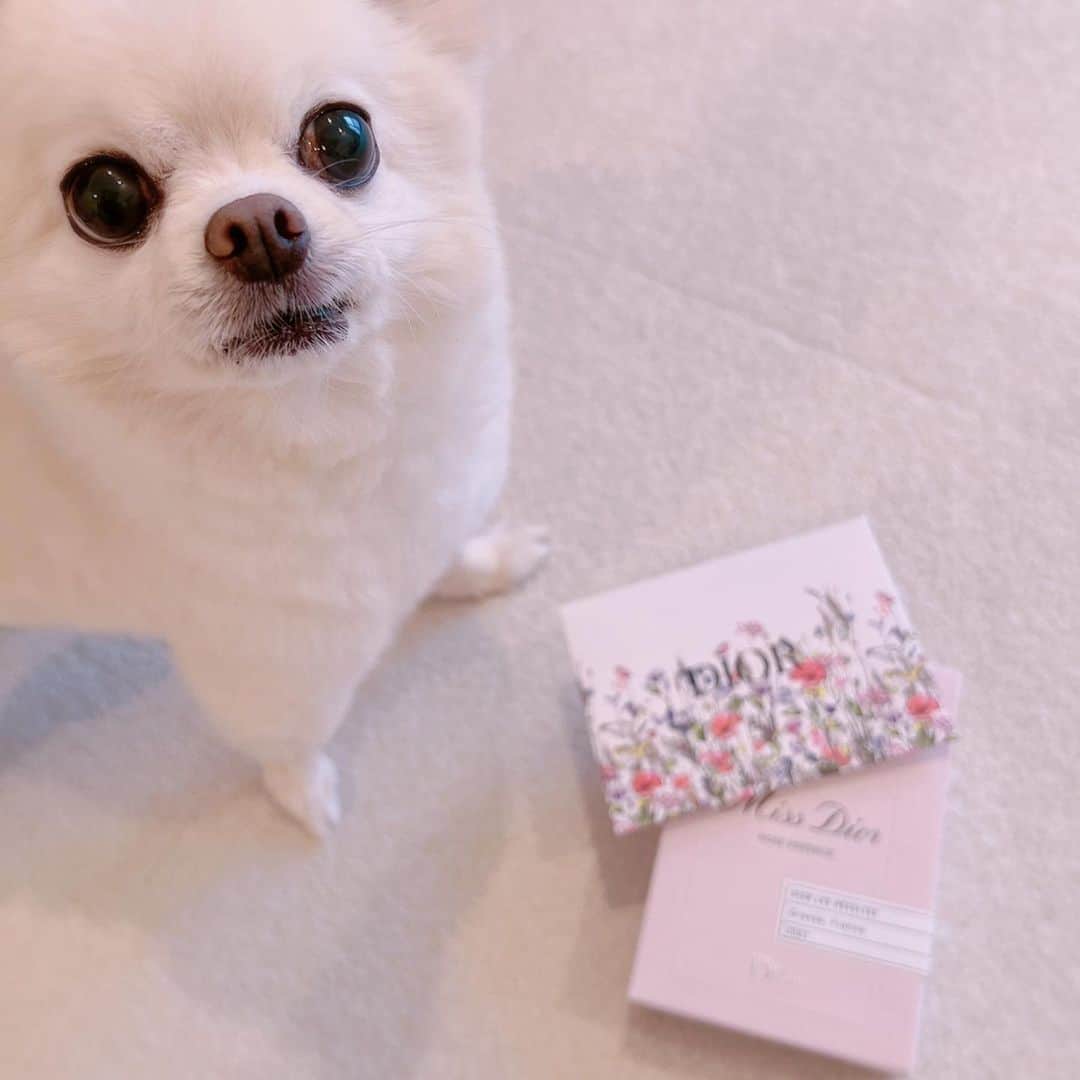 井口裕香さんのインスタグラム写真 - (井口裕香Instagram)「💐💓💗 じゃ〜〜〜ん！！！ せとちゃまから頂いてしまいました🥹 おでぃおーるさま！の！香水！と！お手紙！！！💌💐💓  #すきになっちゃうぅぅぅ  めちゃくちゃ良い香りでモテそうです🤤💓←安易 ボトルもめちゃくちゃかわいい！ お部屋に飾るだけで良い女になれそうです🤤💓←安直  せとちゃま、素敵なプレゼントを、本当に本当にありがとう☺️  p.s. 写真撮ろうとすると必ずサスケが割り込んできます🐶 #うちのいぬサスケ」7月11日 18時02分 - ooo31_iguchiyuka_31ooo