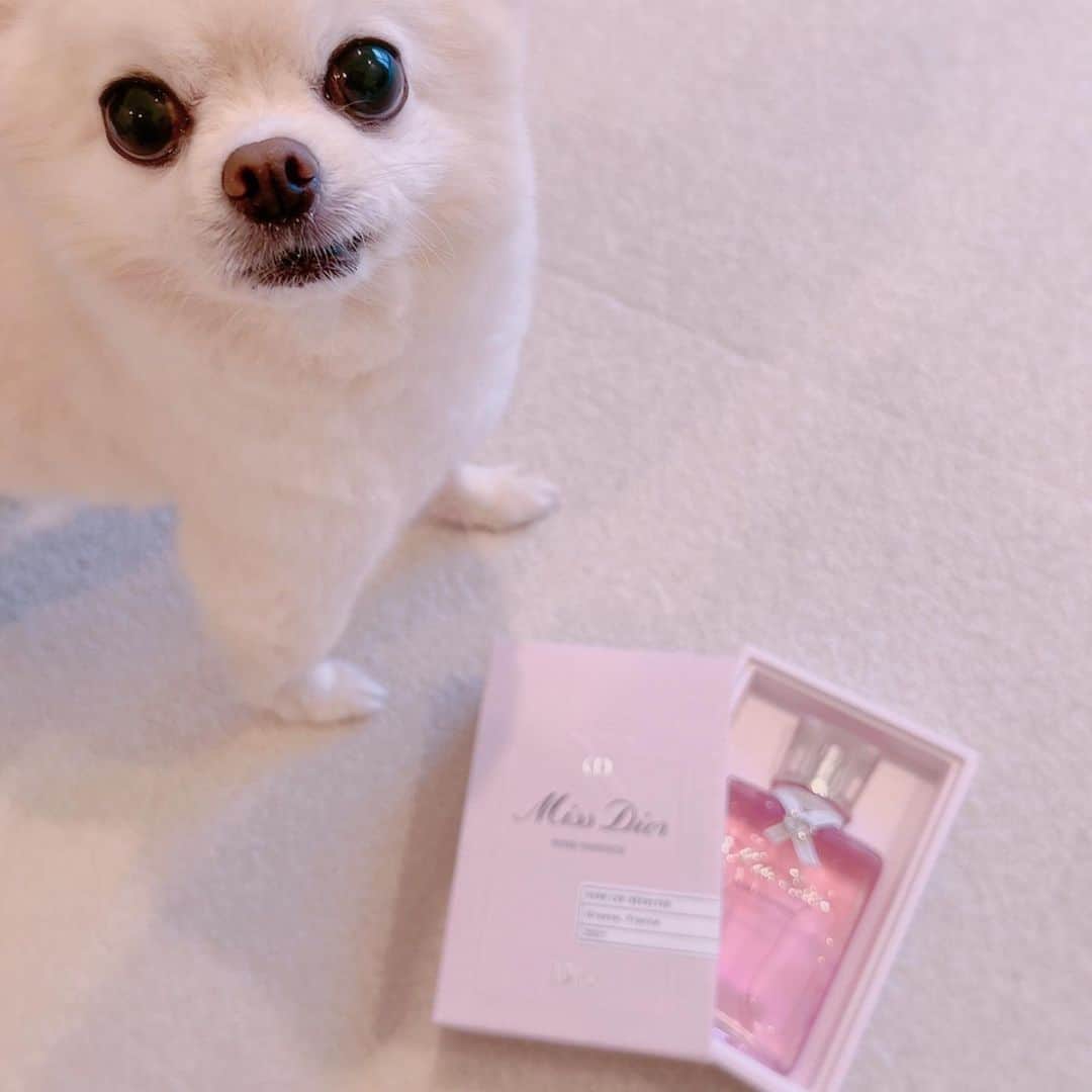 井口裕香さんのインスタグラム写真 - (井口裕香Instagram)「💐💓💗 じゃ〜〜〜ん！！！ せとちゃまから頂いてしまいました🥹 おでぃおーるさま！の！香水！と！お手紙！！！💌💐💓  #すきになっちゃうぅぅぅ  めちゃくちゃ良い香りでモテそうです🤤💓←安易 ボトルもめちゃくちゃかわいい！ お部屋に飾るだけで良い女になれそうです🤤💓←安直  せとちゃま、素敵なプレゼントを、本当に本当にありがとう☺️  p.s. 写真撮ろうとすると必ずサスケが割り込んできます🐶 #うちのいぬサスケ」7月11日 18時02分 - ooo31_iguchiyuka_31ooo
