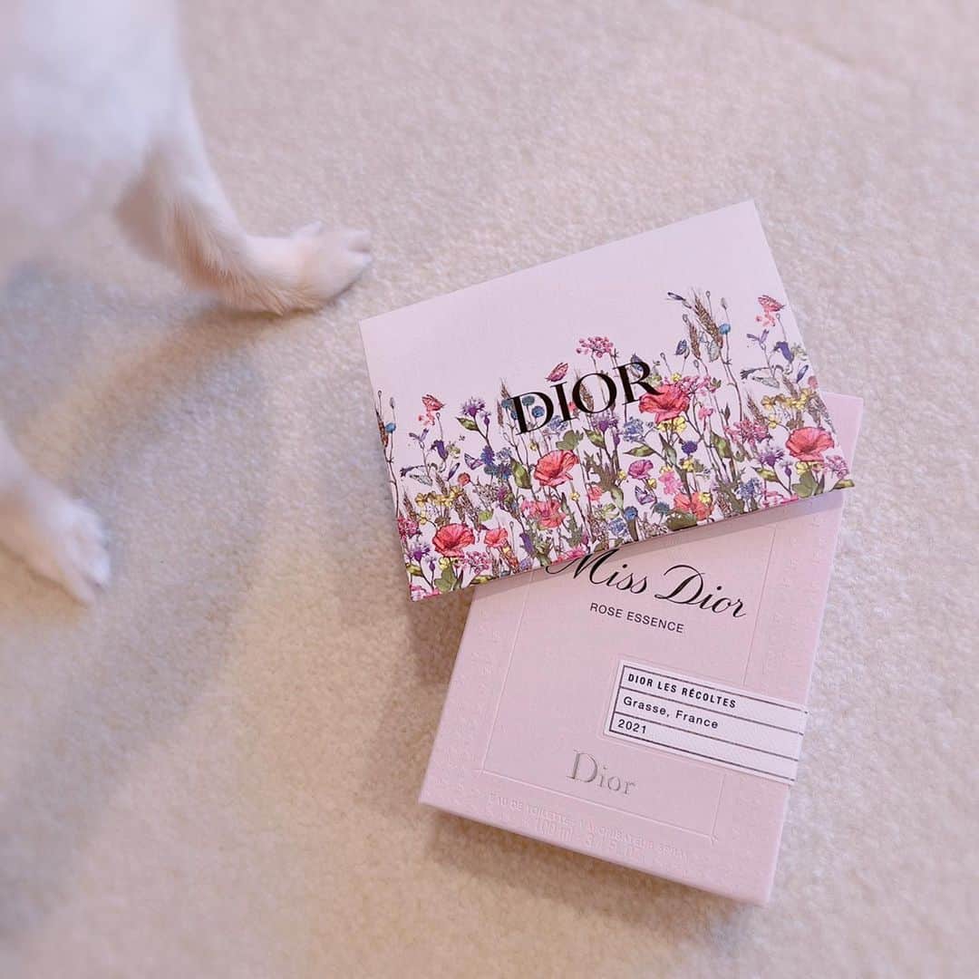 井口裕香さんのインスタグラム写真 - (井口裕香Instagram)「💐💓💗 じゃ〜〜〜ん！！！ せとちゃまから頂いてしまいました🥹 おでぃおーるさま！の！香水！と！お手紙！！！💌💐💓  #すきになっちゃうぅぅぅ  めちゃくちゃ良い香りでモテそうです🤤💓←安易 ボトルもめちゃくちゃかわいい！ お部屋に飾るだけで良い女になれそうです🤤💓←安直  せとちゃま、素敵なプレゼントを、本当に本当にありがとう☺️  p.s. 写真撮ろうとすると必ずサスケが割り込んできます🐶 #うちのいぬサスケ」7月11日 18時02分 - ooo31_iguchiyuka_31ooo