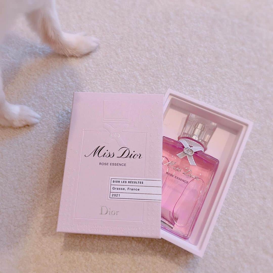 井口裕香さんのインスタグラム写真 - (井口裕香Instagram)「💐💓💗 じゃ〜〜〜ん！！！ せとちゃまから頂いてしまいました🥹 おでぃおーるさま！の！香水！と！お手紙！！！💌💐💓  #すきになっちゃうぅぅぅ  めちゃくちゃ良い香りでモテそうです🤤💓←安易 ボトルもめちゃくちゃかわいい！ お部屋に飾るだけで良い女になれそうです🤤💓←安直  せとちゃま、素敵なプレゼントを、本当に本当にありがとう☺️  p.s. 写真撮ろうとすると必ずサスケが割り込んできます🐶 #うちのいぬサスケ」7月11日 18時02分 - ooo31_iguchiyuka_31ooo
