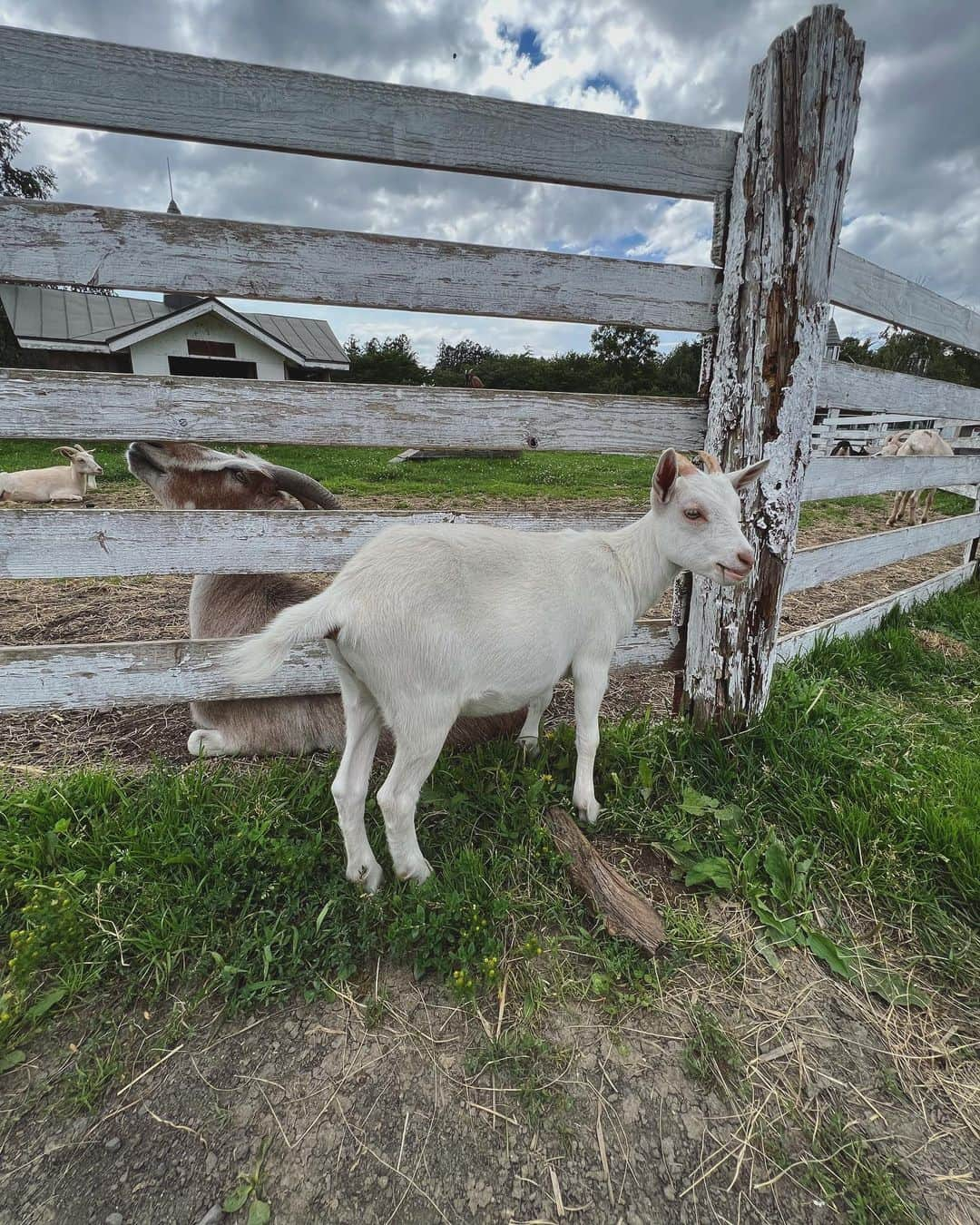 emmaさんのインスタグラム写真 - (emmaInstagram)「🐎🐐🐑~~~❤️」7月12日 17時53分 - okss2121