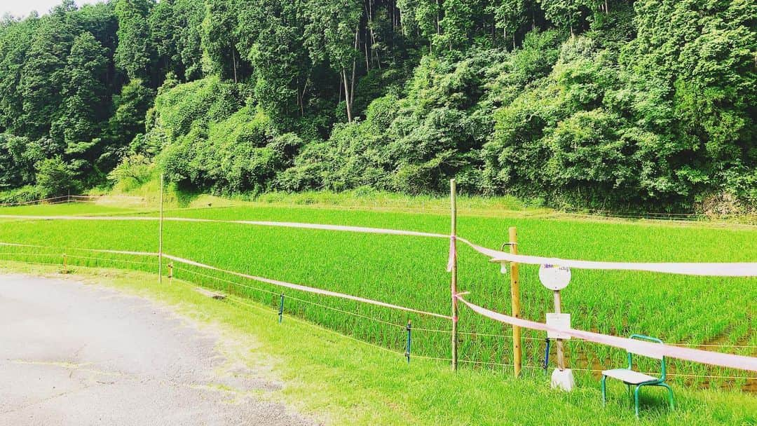 迫田さおりさんのインスタグラム写真 - (迫田さおりInstagram)「・ 湧水町で田植えをしてから約1ヶ月経ったよ😊🌾 ・ 稲もすくすく育ってて安心でした😊 ・ 湧水町の山からの湧き水をたくさん吸収してこれけらもぐんぐん育ってね🌾🌾🌾 ・ 稲が元気に育ってくれるのも、全て毎日手入れしてくれる猪俣さんのおかげです😊 暑い中も草刈り本当にありがとうございます🙇‍♀️ ・ さぁ‼︎収穫まで楽しんでいこうね😆🌾🌾🌾 ・ ・ #鹿児島 #湧水町 #田植え」7月12日 19時40分 - saori.rio