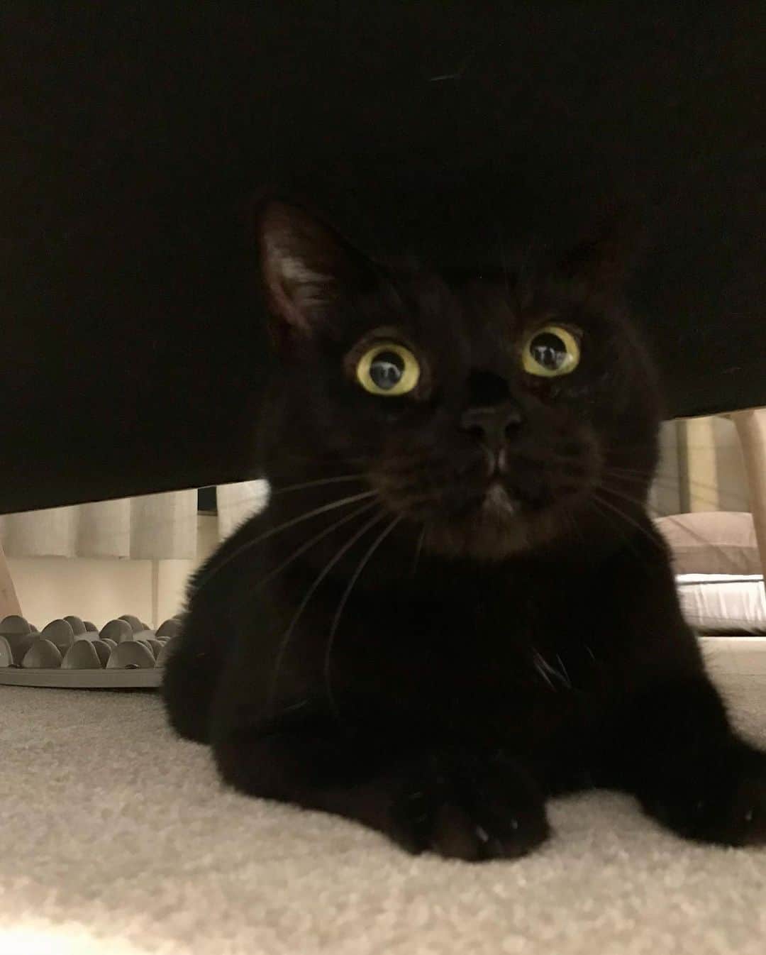白石一文さんのインスタグラム写真 - (白石一文Instagram)「うちの黒猫。ソファーの下。 #黒猫 #くろねこ」7月12日 21時36分 - s.kazu2017