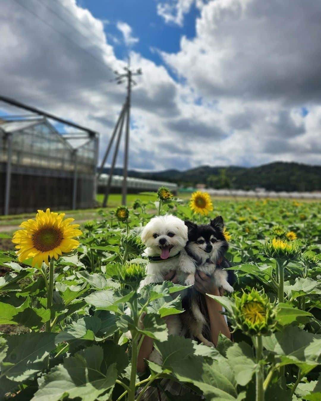 小野真弓さんのインスタグラム写真 - (小野真弓Instagram)「おはようございます🌻✨ 向日葵の季節☺️🐾 今朝は雨がぽつぽつ、、 涼しい朝(*´꒳`*)🍬  今日も良い一日をお過ごしください☺️🍀  #チワワ#ハナちゃん #チワマル#ハルくん #雑種猫兄妹#アオくん#ナナちゃん #向日葵畑#愛彩畑#千葉暮らし#犬と猫のいる暮らし#犬猫日記 🐾 #預かり猫#野良猫#保護猫 #黒猫#ハチベエ #サバトラ#ろくちゃん #ろくベビ#まみもむめも#めーちゃん#みーちゃん 🏡 猫まみれのおかーさん💘🙋‍♀️  ハチベエは、5.8キロ、強そうなお顔だけど、 何しても怒りません〜✨🐈‍⬛ 優しいね😍カッコイイね😍ギャップがすてきね😍  と、おかーさんが デレデレしていたら〜  アオくん、 てってってって〜と、走ってきて飛び蹴り😂 へなちょこパンチ🐯🐾ぺしぺしぺしo(｀ω´ )o ハチベエに嫉妬🐈‍⬛😂  アオくんも、おっとりちてて可愛いにゃ🥺 アオくんもカッコいいよ💓 みんなみんな違った良さがあるにゃ😆 🐶🐶🐯🐯🐈‍⬛🐈🐱🐱🐱🐱🐱」7月13日 8時05分 - hanaharuaroi