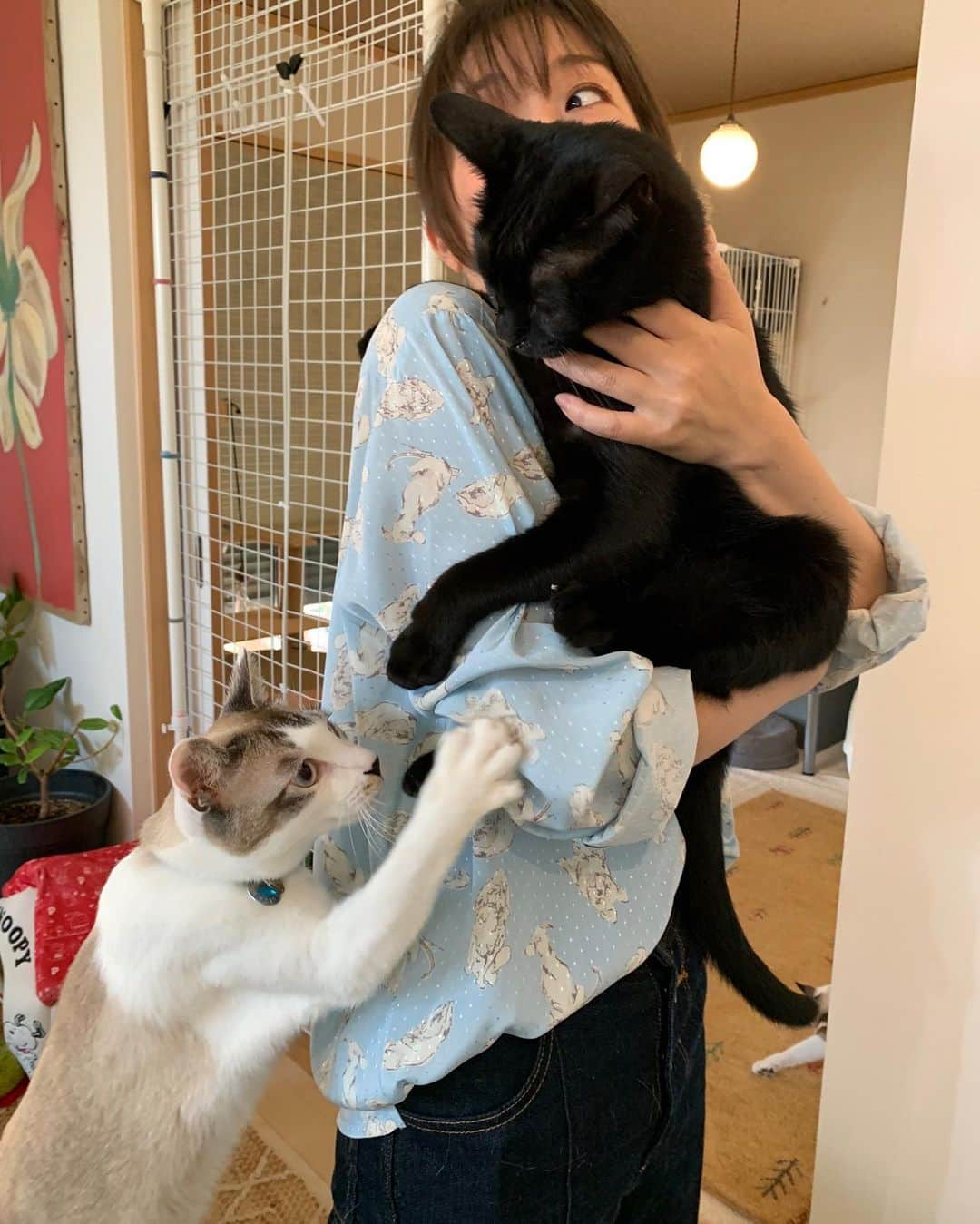 小野真弓さんのインスタグラム写真 - (小野真弓Instagram)「おはようございます🌻✨ 向日葵の季節☺️🐾 今朝は雨がぽつぽつ、、 涼しい朝(*´꒳`*)🍬  今日も良い一日をお過ごしください☺️🍀  #チワワ#ハナちゃん #チワマル#ハルくん #雑種猫兄妹#アオくん#ナナちゃん #向日葵畑#愛彩畑#千葉暮らし#犬と猫のいる暮らし#犬猫日記 🐾 #預かり猫#野良猫#保護猫 #黒猫#ハチベエ #サバトラ#ろくちゃん #ろくベビ#まみもむめも#めーちゃん#みーちゃん 🏡 猫まみれのおかーさん💘🙋‍♀️  ハチベエは、5.8キロ、強そうなお顔だけど、 何しても怒りません〜✨🐈‍⬛ 優しいね😍カッコイイね😍ギャップがすてきね😍  と、おかーさんが デレデレしていたら〜  アオくん、 てってってって〜と、走ってきて飛び蹴り😂 へなちょこパンチ🐯🐾ぺしぺしぺしo(｀ω´ )o ハチベエに嫉妬🐈‍⬛😂  アオくんも、おっとりちてて可愛いにゃ🥺 アオくんもカッコいいよ💓 みんなみんな違った良さがあるにゃ😆 🐶🐶🐯🐯🐈‍⬛🐈🐱🐱🐱🐱🐱」7月13日 8時05分 - hanaharuaroi