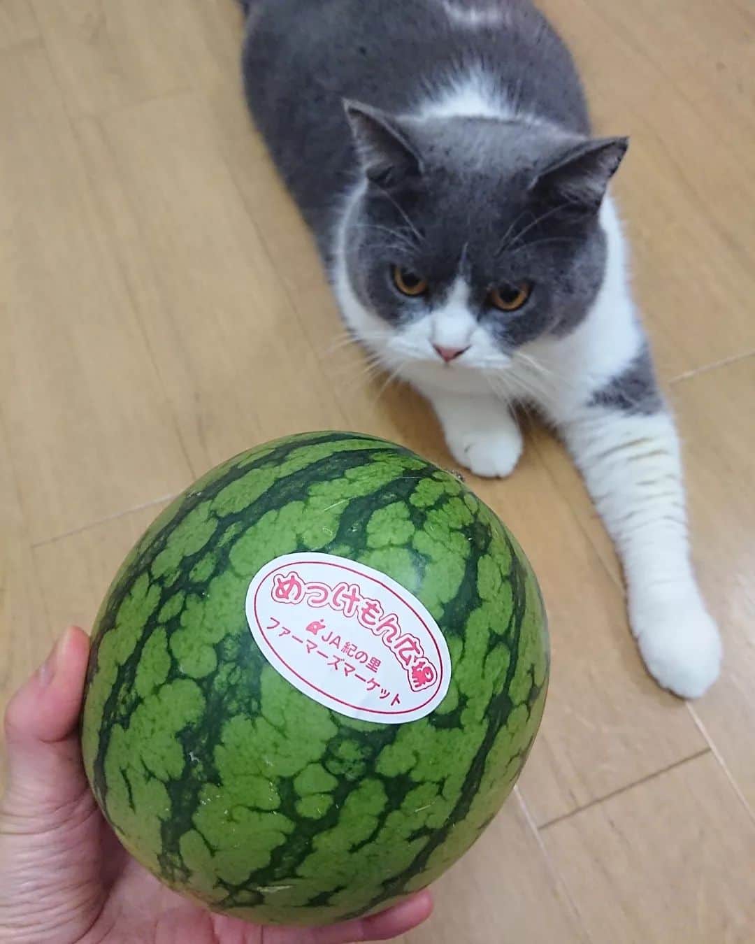 高橋靖子さんのインスタグラム写真 - (高橋靖子Instagram)「おやすが「ひとりじめ」っていう小玉スイカを貰ってきたよ⤴️一人で食べれる大きさだから、おやすは独り占めして食べるんだニャー🐈 (今日頂いて来たキュウリもトマトもスモモも、それから、🌽とうもろこしも独り占めして食べてたよ。 おやすは何でも独り占めだよ〜💨) #猫  #ブリティッシュショートヘア  #cat  #スイカ  #ひとりじめ  #とうもろこし🌽  #夜10時の夜食  #にゃんすたぐらむ  #猫のいるくらし  #吉本新喜劇  #よしもと新喜劇  #新喜劇  #43.2키로  #고양이  #브리티쉬숏헤어  #토토」7月13日 22時22分 - oyasupororo