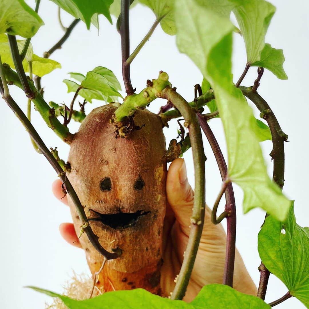 望月理恵さんのインスタグラム写真 - (望月理恵Instagram)「サツマイモが育ちました😋  植物として育てるか、 芋として育てるか。  #サツマイモ#家庭栽培 #植物のある暮らし」7月14日 10時23分 - mochiee28