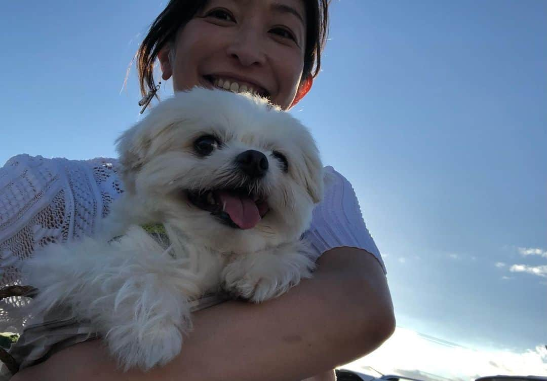 小野真弓さんのインスタグラム写真 - (小野真弓Instagram)「おはようございます☺️ 雨がぽつぽつの合間に〜あさんぽ🐶🐶🙋‍♀️🌿✨ 今日も涼しい✨(о´∀`о)  とっても賑やかな我が家ですが〜  預かりチーム、  🐈‍⬛はち♂2歳くらい 🐈ろく♀1歳くらい 🐱🐱まーもー♂ 🐱🐱🐱みーむーめー♀生後1ヶ月くらい  の7匹は、、 みんな家族を募集中です🥺🐾  旅立ちの日を想像しただけで、 もう涙が出そうですが🥲😭 家族が決まるまでの時間を 大事に大事に過ごして、  ずっとの素敵な家族へ🤝 最終バトンを繋ぎます🥺🐾  今日を大事に。 良い一日を過ごしましょうね☺️🍀  （★家族募集の窓口は、保護活動の大先輩で、とても信頼しておりますwakaさんの団体さんに、お願いしています。↓ @wanbo_waka  里親希望者様はこちらに、DMをお願い致します。 尚、譲渡には一定の条件があります。）  #チワワ#ハナちゃん #チワマル#ハルくん #雑種猫兄妹#アオくん#ナナちゃん #にこにこ犬#犬と猫のいる暮らし#犬猫日記 🐾 #黒猫#ハチベエ #サバトラ#ろくちゃん #サバトラ#まーくん #サバトラ#みーちゃん #サバトラ#むーちゃん #キジ猫#めーちゃん #ハチワレ#もーくん #家族募集猫#保護猫#野良猫#親子猫#でれにゃん#子猫#預かり猫#預かりボランティア  🙋‍♀️ おかーさんは、 うちの子にしたい🥺が最近の口癖。。  うちの子にできたら一番良いけど、 私ひとりの時間やキャパでは、 頭数が増えるほど、 個々との関わり方が薄くなってしまいそうで🥺  そして、キャパを少し残しておかないと 今後、保護する子たちの受け入れが難しくなってしまいます🥺  愛情たっぷりな家族が決まって、 幸せな様子を、 私は遠い親戚のように見守るイメージで、、と 言い聞かせながら 日々、限られた時間ですが🥲 保護っ子たちと過ごします🥺」7月15日 9時50分 - hanaharuaroi