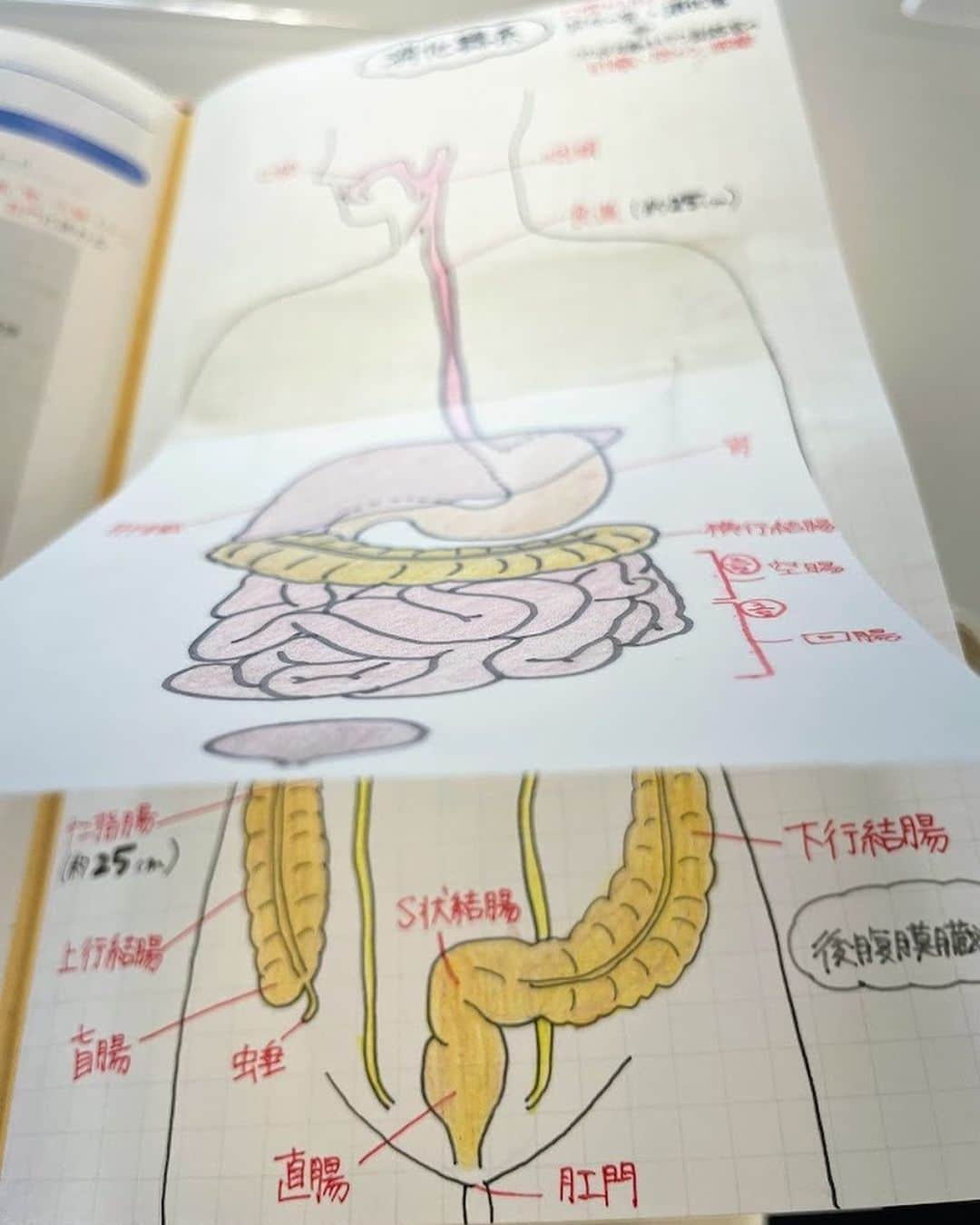 ネコナースさんのインスタグラム写真 - (ネコナースInstagram)「今日紹介する先輩（@omake.__）は，消化管についてイラストで分かりやすくまとめてくれています．  トレーシングペーパーを活用し，腹腔内臓器と後腹膜臓器が一目でわかります🔍 消化管は各臓器の運動やホルモンを区別して覚えておきましょう🐈 解剖生理は早めに定着させるべし📚 『レビューブック2023，2022』A- 2 で復習しましょう🐱🧡  #レビューブック #先輩たちのレビューブック #マイレビューブック #レビューブック太っちょ計画 #第112回看護師国家試験 #解剖生理 #消化管 #看護学生の勉強垢 #看護学生さんと仲良くなりたい #メディックメディア」7月15日 16時40分 - neco_nurse