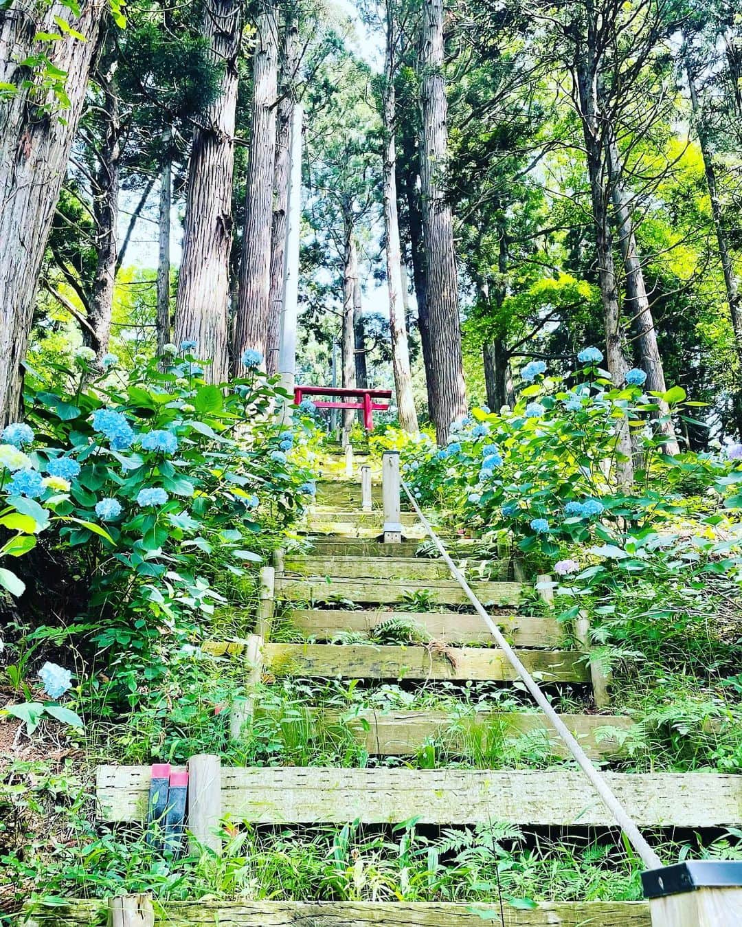 大隅智子さんのインスタグラム写真 - (大隅智子Instagram)「紫波町赤沢のあじさい公園やあじさいロード、白山神社の参道では、あじさいが見頃です。　 青いアジサイは、清涼感を感じさせてくれます。 白山神社の境内までの参道は220段の階段があり、両側にアジサイが植えられています。 まさにあじさいの階段のようでした！ ピークは過ぎていますが、まだ楽しめるものもあります！ #紫波町 #赤沢 #あじさい公園 #あじさいロード #白山神社」7月15日 22時33分 - tomokotenki