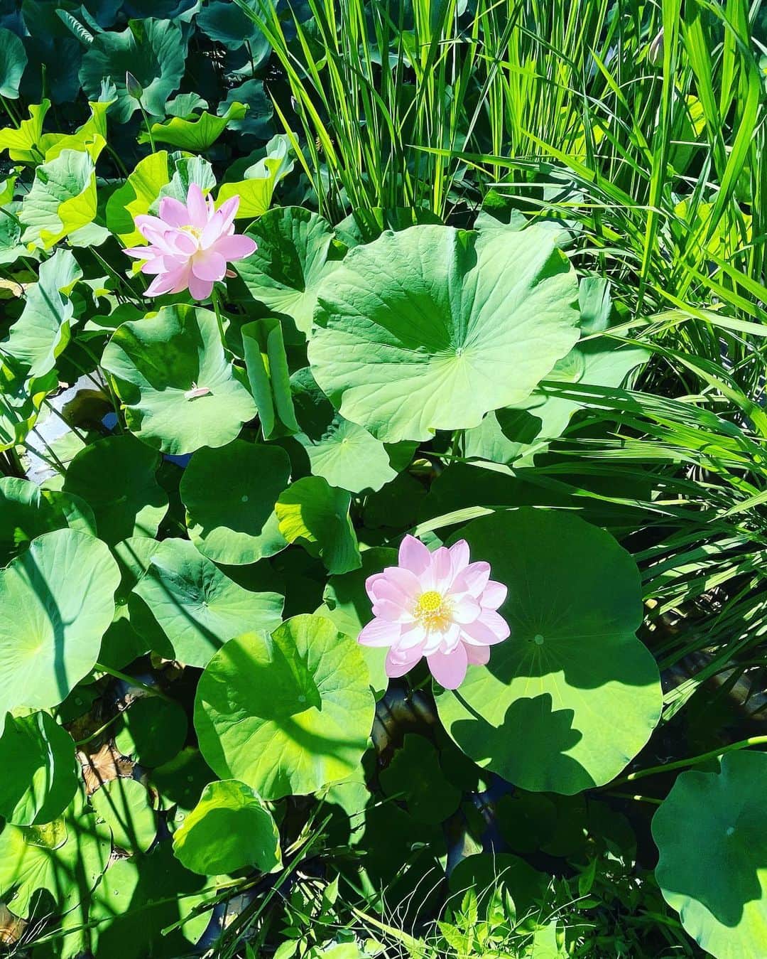 大隅智子さんのインスタグラム写真 - (大隅智子Instagram)「紫波町五郎沼の古代ハス。 2年ぶりに取材しました。約800年前の種からよみがえった中尊寺ハスから株分けされたものです。 花の命は4日ほど。 咲くのは早朝から午前10時ごろまでです。 7月下旬まで楽しめます。 透き通るような美しさで、浄化されます。 #紫波町　 #五郎沼 #古代ハス #中尊寺ハス」7月16日 15時31分 - tomokotenki
