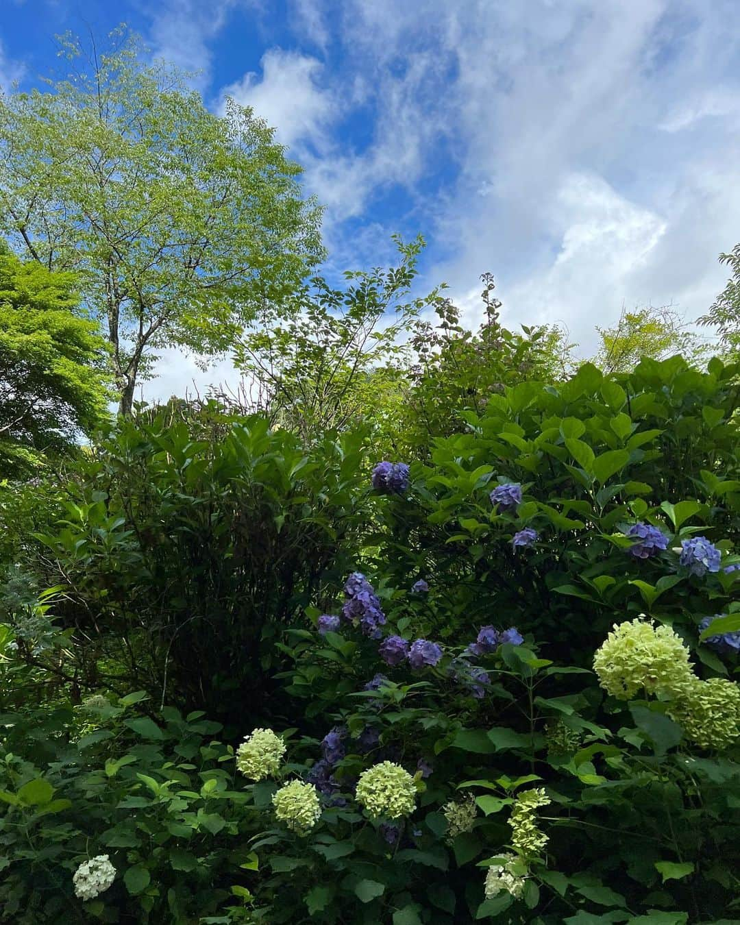 近藤千尋さんのインスタグラム写真 - (近藤千尋Instagram)「今日は大自然の中ロケ🌳✨ マイナスイオン気持ちいい〜💕☺️ お仕事を忘れてはしゃいだよ☺️  ビーサンは @ipanema.japan   今から子供たちの元へ ダッシュで帰ります💨  皆様も素敵な休日を。。😍」7月17日 11時35分 - chipichan.1215