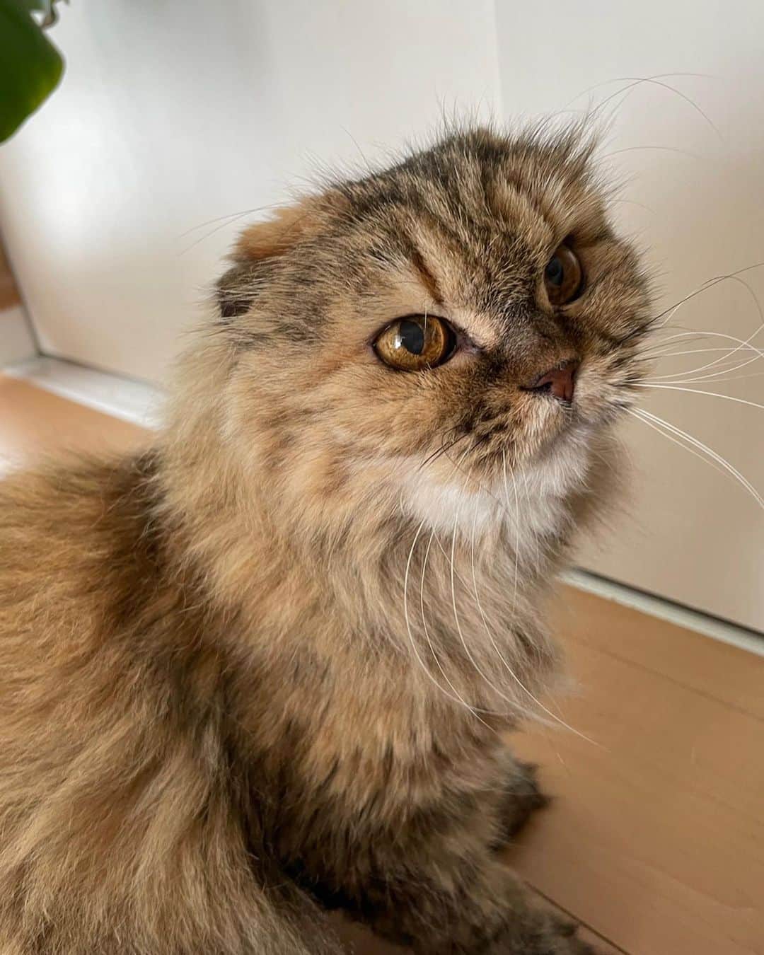 及川奈央さんのインスタグラム写真 - (及川奈央Instagram)「#ラン ちゃん♡ 17歳のお誕生日を迎えてくれました。  #みく ちゃんのぶんまで長生きしてね。 いつも癒しをありがとう♡♡  #愛猫   #スコティッシュフォールド」7月17日 14時10分 - naooikawa