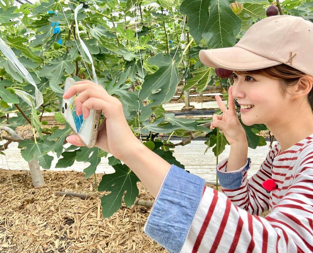 澤井志帆さんのインスタグラム写真 - (澤井志帆Instagram)「.2022.7.17 ⁡ きょうのごちカンは静岡市清水区のイチジクについてお送りしました😋💗 ⁡ 採れたてを頂きましたがとっても甘くて美味しかったです♩ イチジクは皮ごと食べるのが大好き😚 ⁡ ⁡ #DaiichiTV#アナウンサー#ごちカン#ごちそうカントリー#静岡県#静岡市#清水区#イチジク」7月17日 19時51分 - shiho_sawai