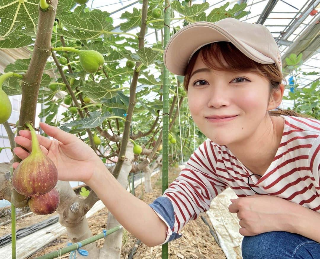 澤井志帆さんのインスタグラム写真 - (澤井志帆Instagram)「.2022.7.17 ⁡ きょうのごちカンは静岡市清水区のイチジクについてお送りしました😋💗 ⁡ 採れたてを頂きましたがとっても甘くて美味しかったです♩ イチジクは皮ごと食べるのが大好き😚 ⁡ ⁡ #DaiichiTV#アナウンサー#ごちカン#ごちそうカントリー#静岡県#静岡市#清水区#イチジク」7月17日 19時51分 - shiho_sawai