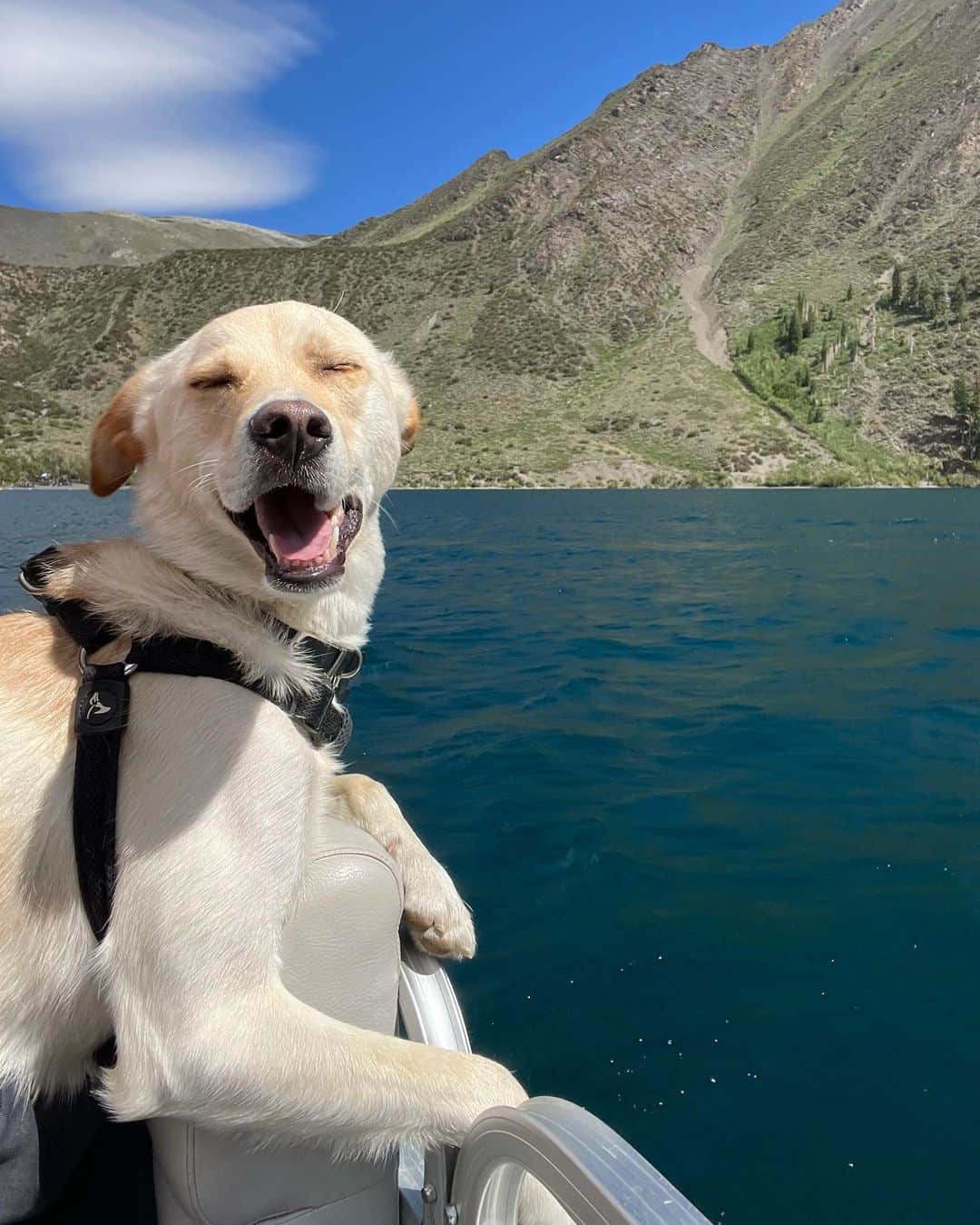 Gabrielle Grace Epsteinさんのインスタグラム写真 - (Gabrielle Grace EpsteinInstagram)「on the other side of the world rn but here are some cute pics of River (swipe →🥰) in @boandtee」7月18日 2時55分 - gabbyepstein