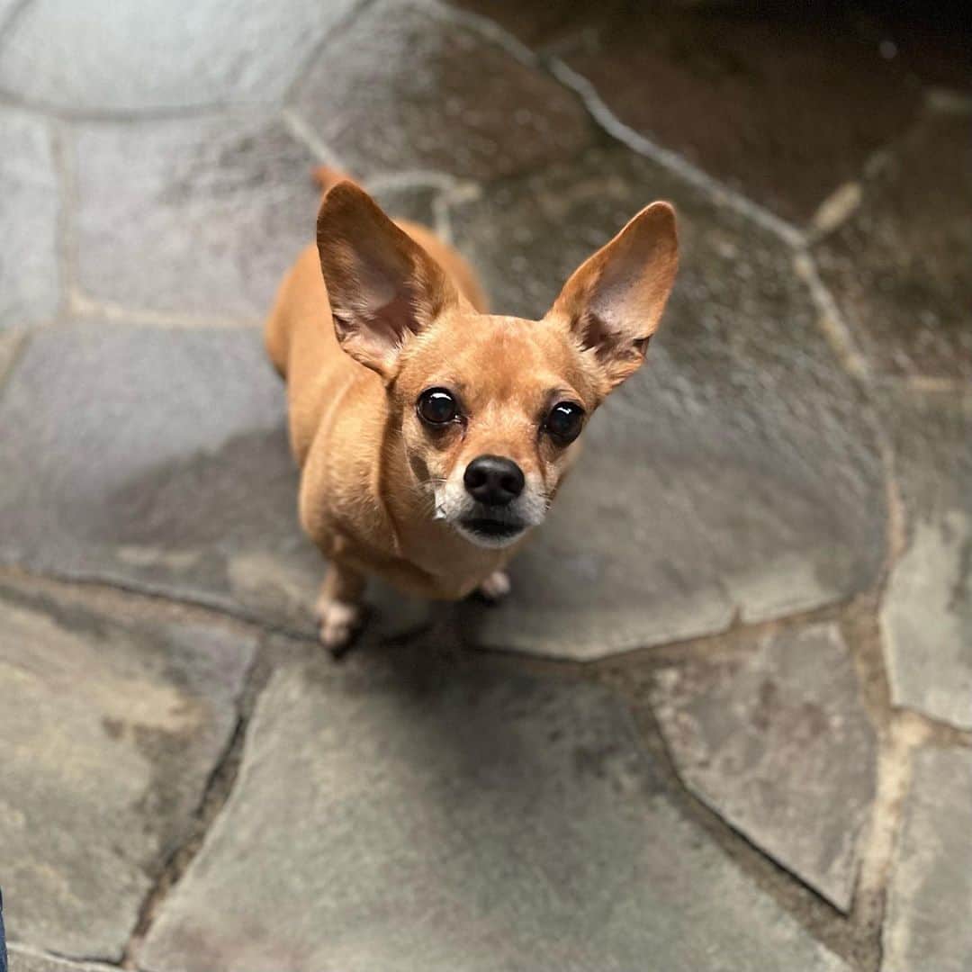 結城アンナさんのインスタグラム写真 - (結城アンナInstagram)「🐶:そろそろ🍌おやつ🍪の時間❓ 🐶:is it snack time yet❓  🕊Peace & Kindness, may all your dreams come true🕊  #iamozzy🐶 #bestdog #bestdogever #元保護犬 #adoptdontshop #biglove」7月18日 8時39分 - ayukihouse