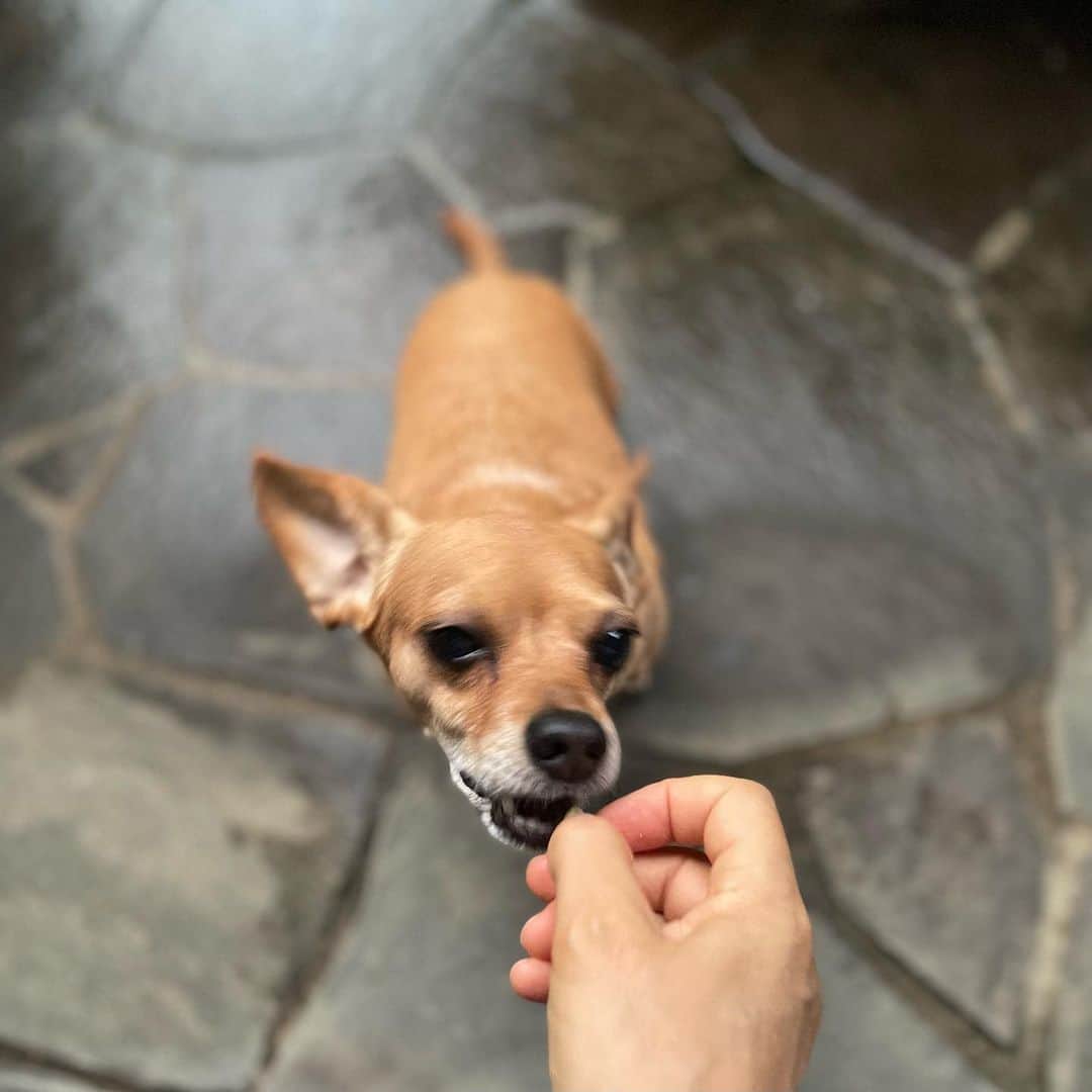 結城アンナさんのインスタグラム写真 - (結城アンナInstagram)「🐶:そろそろ🍌おやつ🍪の時間❓ 🐶:is it snack time yet❓  🕊Peace & Kindness, may all your dreams come true🕊  #iamozzy🐶 #bestdog #bestdogever #元保護犬 #adoptdontshop #biglove」7月18日 8時39分 - ayukihouse