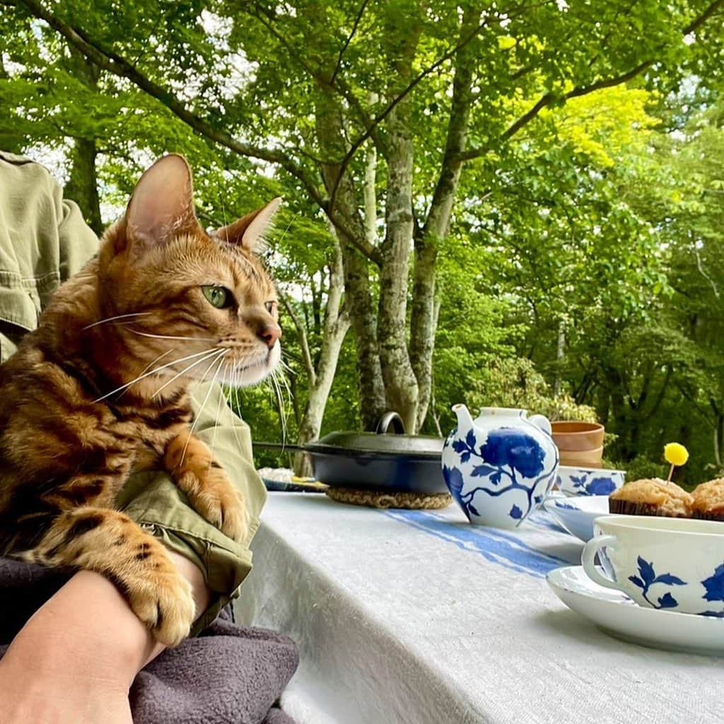 三浦瑠麗さんのインスタグラム写真 - (三浦瑠麗Instagram)「朝ごはんはバナナマフィン。胡桃とデーツ入り。古川原農園の紫玉葱と胡瓜、トマトを使ったサラダ。茸のソテー、チキン。 レオくんも参加。」7月18日 10時18分 - lullymiura