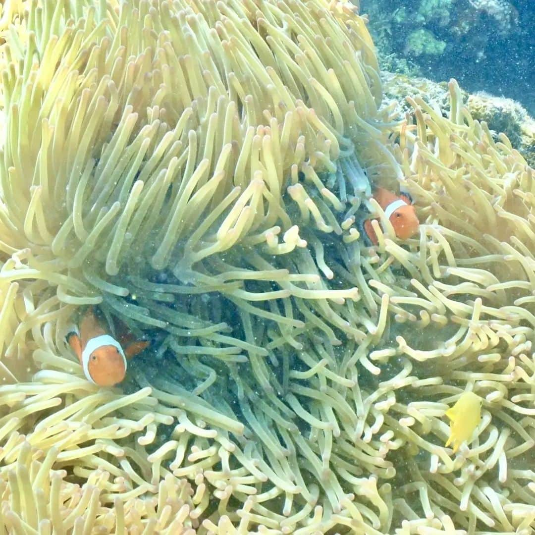 森﨑美月さんのインスタグラム写真 - (森﨑美月Instagram)「🐠🐡🐟‬"  シュノーケリングしてきたよー 🤿🏝  ウミガメさんには出会えなかったけど ニモと一緒に撮れたよ📸  いつかダイビングのライセンス取りたいなぁ、、♡  ⁑ ⁑  #Seventeen #セブンティーンモデル #森﨑美月#美月 #jc#中学生#07 #ニモ#海 #シュノーケリング」7月18日 17時06分 - morisaki_mizuki_