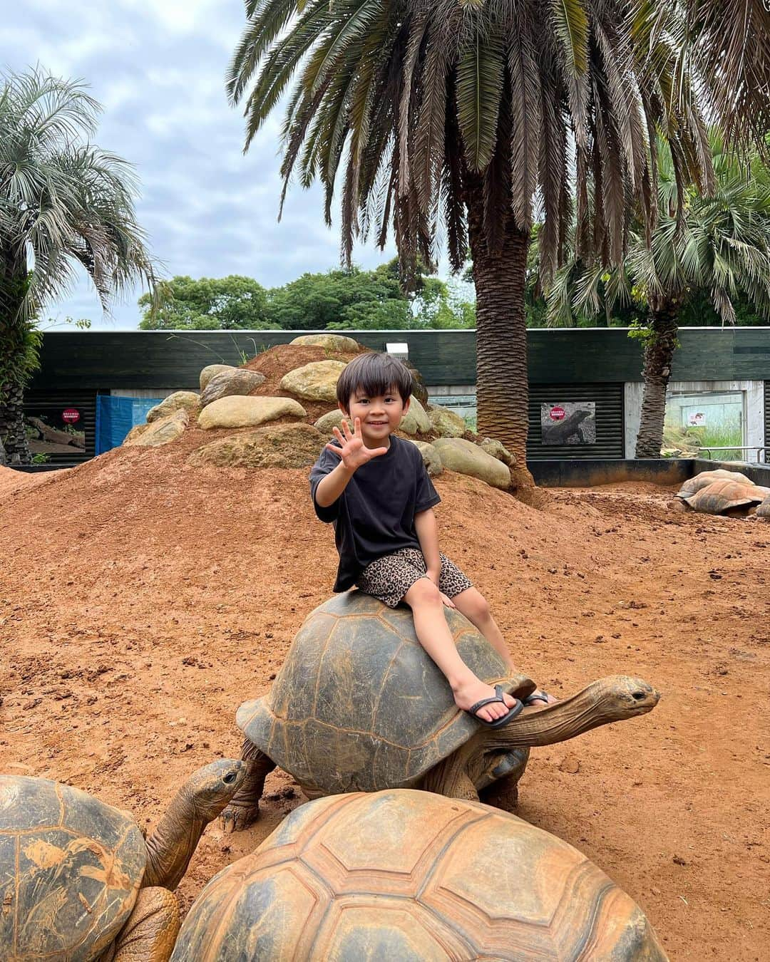 春名亜美さんのインスタグラム写真 - (春名亜美Instagram)「我が家のお調子者次男が5歳になりました🥳  次男がとっても楽しみにしていた #iZOO に行ったのに、亀はこわい。ワニは怖い。で、結局楽しんだのは長男の方でした😅  本当ビビリ😇  長男が次から次と爬虫類を触るのを見て、もしかしたらこんな機会もうないんじゃないかと思って、私も人生初ワニを持ちました🐊  きっと、女の子ママだったらここにも一生来ることがなかったし、ワニを触ることもなかったでしょう。  母も日に日に強くなっております。  ⚠️爬虫類の写真ばかりなので、苦手な方はスワイプしない方がいいです。笑 ・ ・ ・ #イズー #🐢 #🐊 #ウーパールーパー #ヒョウモントカゲモドキ #伊豆 #伊豆旅行」7月18日 17時52分 - amiharunaami