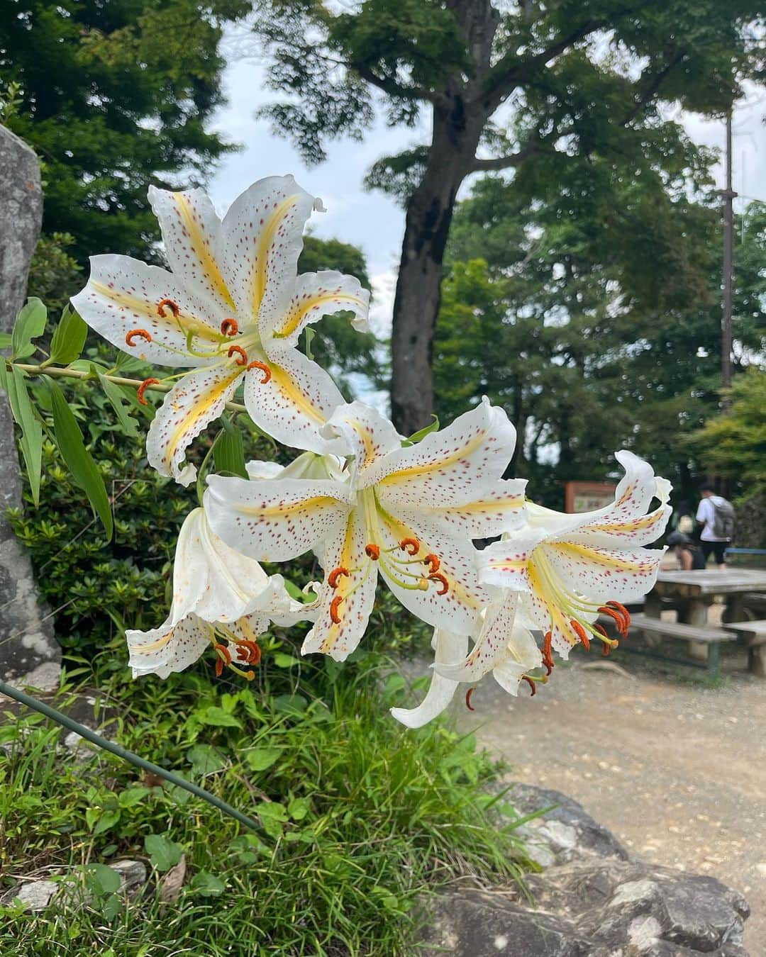 三原勇希さんのインスタグラム写真 - (三原勇希Instagram)「高尾山の立派なヤマユリ🏵  今日は主催しているGOGIRL @go_girrrl のプログラムで高尾山登山&ビアガーデン🍻楽しかった〜💓 6月の予定が、雨で延期になってこのスケジュールに。最後の一枚は昨日からの疲労でもう山イヤ…ってなってる私です  来月はみなかみ合宿🏔@gogirl_4th」7月18日 22時45分 - yuukimeehaa