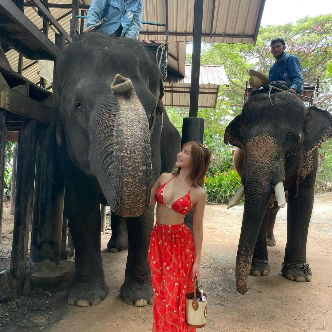 COCOさんのインスタグラム写真 - (COCOInstagram)「象乗り体験🐘🇹🇭 タイでは象は、王を守り先頭を切って戦う勇気と誇りの象徴とされてるみたいです👏 私を乗せてくれてありがとう💓  賢くて可愛くて愛おしかった☺️ タイに行った際は皆にぜひ体験してほしいです✨  そして日本に帰国しました🇯🇵 旅の記録はYouTubeにアップ予定なのでお楽しみに💛  #elephant #elephantlove #象乗り #象乗り体験 #Thailand #thailandpattaya #elephantvillage」7月19日 12時14分 - coco_coco000