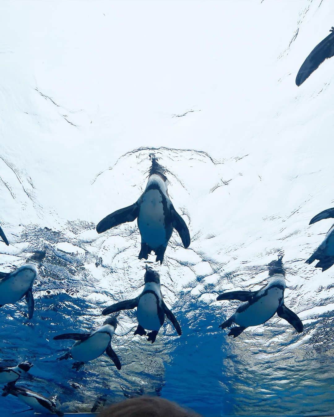 小林真由さんのインスタグラム写真 - (小林真由Instagram)「サンシャイン水族館🐟🤍 ⁡ 撮るよー👨🏻 はーい👩🏻 私しか見てないじゃない笑📸 ⁡ ⁡ 空飛ぶペンギンコーナーでは、 え、どゆこと？どういうことなのよー🥹と下から見る景色に不思議そうだった👧🏻♡ ⁡ ⁡ #水族館 #サンシャイン水族館 #ファッション #コーデ #ママコーデ #女の子ママ #男の子ママ #ママライフ #コーディネート #3歳 #1歳 #ベビー #二人育児」7月19日 16時36分 - mayukobayashii