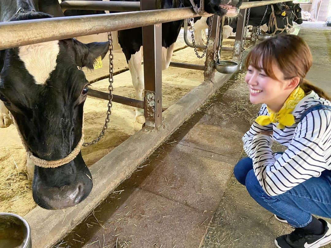 澤井志帆さんのインスタグラム写真 - (澤井志帆Instagram)「.2022.7.19 ⁡ 大好きな牛乳のロケ🥛🤍 ⁡ この日は丹那牛乳の取材でした！ 牛さん可愛い🐮 ⁡ 丹那牛乳で作る「牛乳リゾット」がすごく美味しかった♩ レシピはごちそうカントリーのHPに載っています！ ⁡ 写真を見返していたらロケ中のとても楽しそうなシーンを発見しました✌🏻 両側から同時ツッコミ？！＾＾ 当時どんな会話をしていたんだろう🤔笑 ⁡ ⁡ ⁡ #DaiichiTV#アナウンサー#ごちそうカントリー#ごちカン#牛乳#丹那牛乳#静岡県#函南町#オラッチェ」7月19日 19時15分 - shiho_sawai