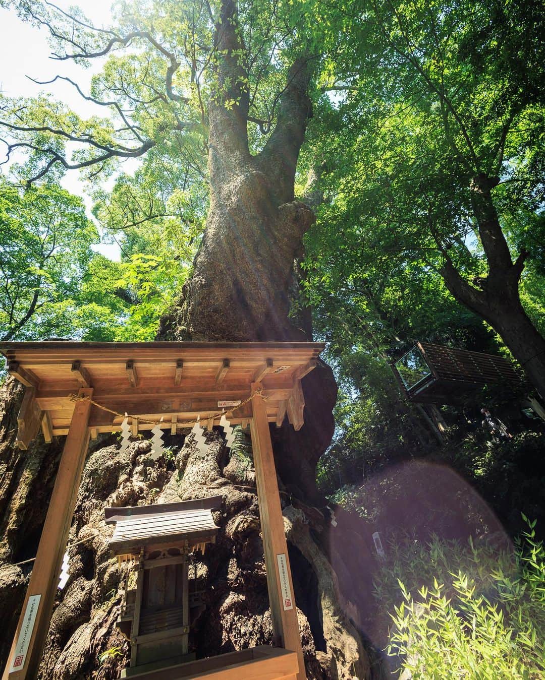 SHOCK EYEさんのインスタグラム写真 - (SHOCK EYEInstagram)「熱海の来宮神社には本州で1番大きな大楠がいる✨🙏  この場所で2100年以上もの間、この木が育ち、守られてきたのは特別な環境下にあったから。 たまたま、豊かで清らかな水が近くに流れ、栄養たっぷりの土壌、そして周りの木々がこの御神木を風などから守ってきたから。  そう考えるとこの場所が特別なパワースポットであるってことなんだよね。  その長寿にあやかって、 この大楠を一回りすると寿命が一年伸びると伝えられているよ。  それにしてもすごいなあ。  #来宮神社 #熱海 #大楠 #天然記念物 #kinomiyashrine #kinomiyashrine #shrine」7月19日 22時56分 - shockeye_official