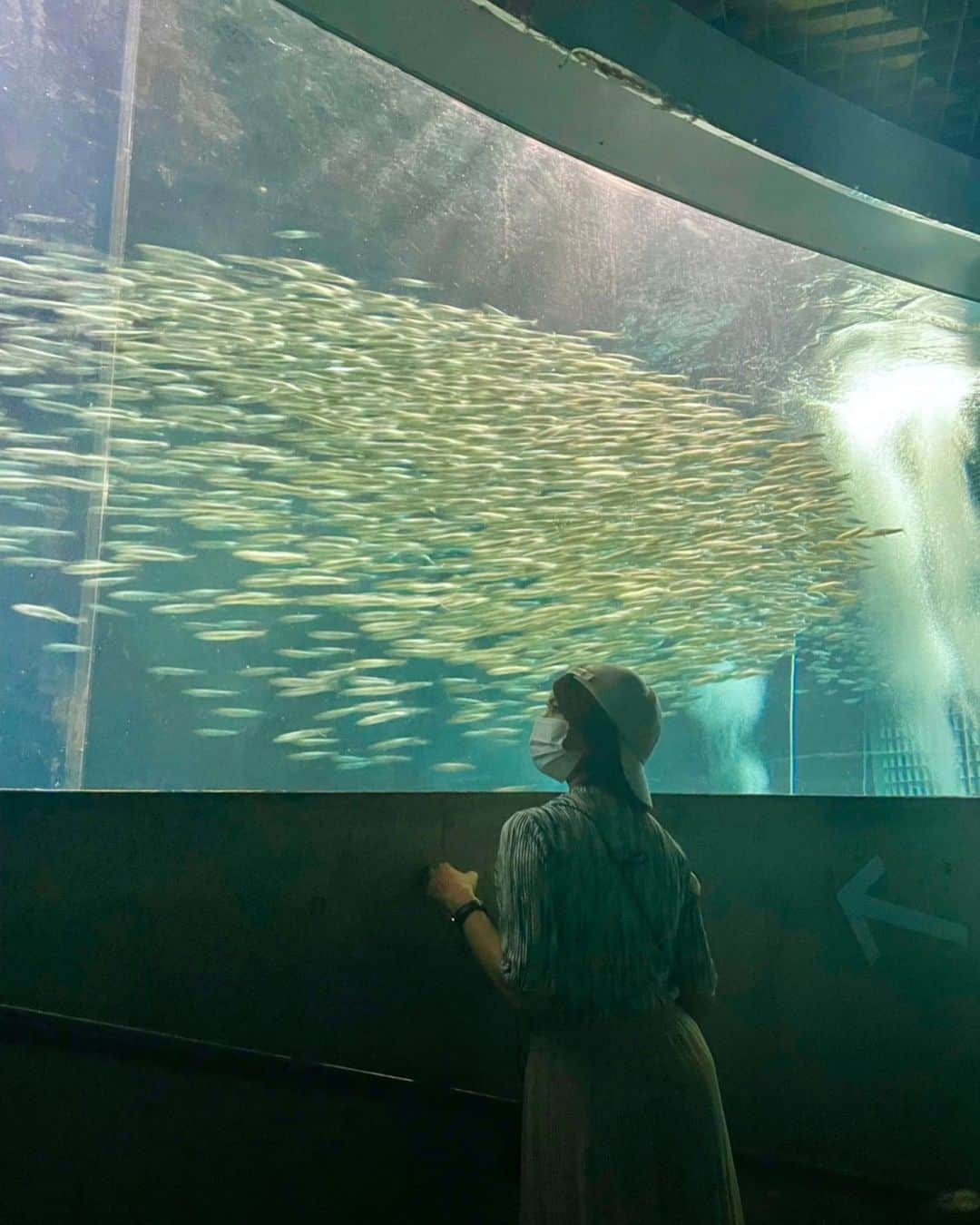 千葉真由佳さんのインスタグラム写真 - (千葉真由佳Instagram)「【海のいきものたち🐡🐟🦀】  ことしも都内の水族館を開拓するぞ〜！ということで！！ 今回は、葛西臨海水族園へ🐳  京葉線に揺られ、 初めて降りた駅。 いつもディズニーリゾートへ向かう時に通過するだけでしたが...  青い空と素敵なガラスドームが とーっても綺麗😆  開放感たっぷりです🏖  水族園の中で特に可愛かったのは オレンジ色のウミエラちゃん。 「オレンジシーペン」という名前で、(2枚目) 羽ペンに似てるからだそうです😳 たしかに〜！  それからマイワシの大群！ みんなキビキビ同じ動き😳 ずっと見てしまう... (3枚目)  思わず笑ったのは 大きな水槽にポツンといたヒトデ🌟 ポージングもおもしろいし ちょっと寂しそうなのがツボ🤣💦  外は暑いけど やっぱり海のいきものを見ると 涼やかな気持ちになりますね。  #tbs#アナウンサー#キャスター#フリーアナウンサー#千葉真由佳#青空#海の日#葛西臨海水族園#葛西臨海公園#ガラスドーム#🏖#水族館#オレンジシーペン#ヒトデ#可愛いなぁ#海の生き物」7月20日 18時09分 - mayuka.chiba