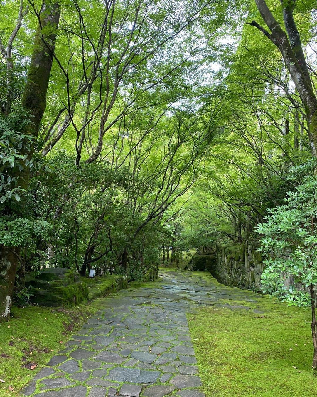 Ayanaさんのインスタグラム写真 - (AyanaInstagram)「Aman Kyoto. ⁡ 久しぶりの旅行記、 ずっと行きたかったアマン京都🌿 @aman_kyoto  ⁡ 自然豊かな場所にひっそり佇むお宿。 美しい苔や石畳。 繊細で素敵なお食事。 心が癒され、お願いだから時間よ止まれ〜 と思いながら過ごしました。笑 ⁡ お昼は鷹庵さんで懐石ランチをいただきました。 ティーペアリングと共に、 夏の食材、全て大満足でしたが 特に鮎が美味しかったです✨ ⁡ お部屋の広さや綺麗さ全てが癒し空間。 SPA棟にある貸切露天風呂も最高でした。 ⁡ お部屋の中にも大きなひのき風呂があって ゆっくりお風呂に入れました🌞 ⁡ ディナーは和と洋のイノベーティブなお食事。 こちらも本当に美味しくいただき、 素敵な時間を過ごせました。 ⁡ 朝は8時からヨガをしたのも楽しかったな〜🧘‍♀️✨  写真が載せきれないので、 またPart2 投稿します✌🏻️ ⁡ お洋服は @furfur_official のものです👗 ⁡ ⁡ ⁡ #amankyoto #aman #アマン京都 #アマン #鷹庵」7月20日 21時05分 - naalunlun