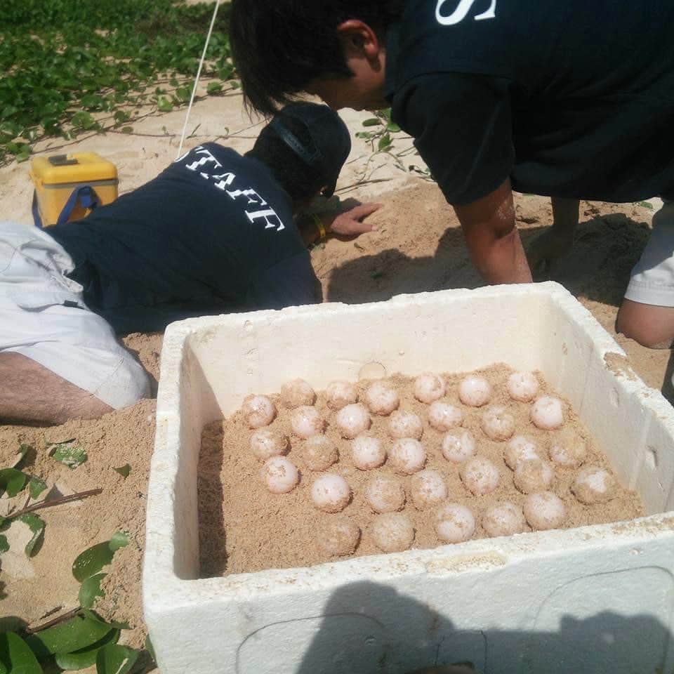 田中律子さんのインスタグラム写真 - (田中律子Instagram)「この写真は、7年前の海亀🐢の産卵の時のものです🐢🐢🐢  海亀レンジャースタッフのみなさんと、我が家の1階駐車場スペースで、海亀さん🐢の卵を保護して孵化させて、放流をしてました🐢  そして、この夏ホントに久しぶりの海亀さん🐢の産卵🤩無事に孵化して海にかえるんだよ💛  自然の営みをこうして感じることができる沖縄の生活は、生きてることや、自然を守ることや感謝をたくさん教えてくれる✨私たち人間も動物も、この地球🌏という自然の一部💛共存共生しないとね🤩  海亀さんに🐢ありがとうしかない❗️  #okinawa  #okinawalife  #beachlife  #turtle  #beautiful  #lifeisbeautiful  #海亀  #産卵 #海のある生活」7月21日 20時14分 - ri2kotanaka