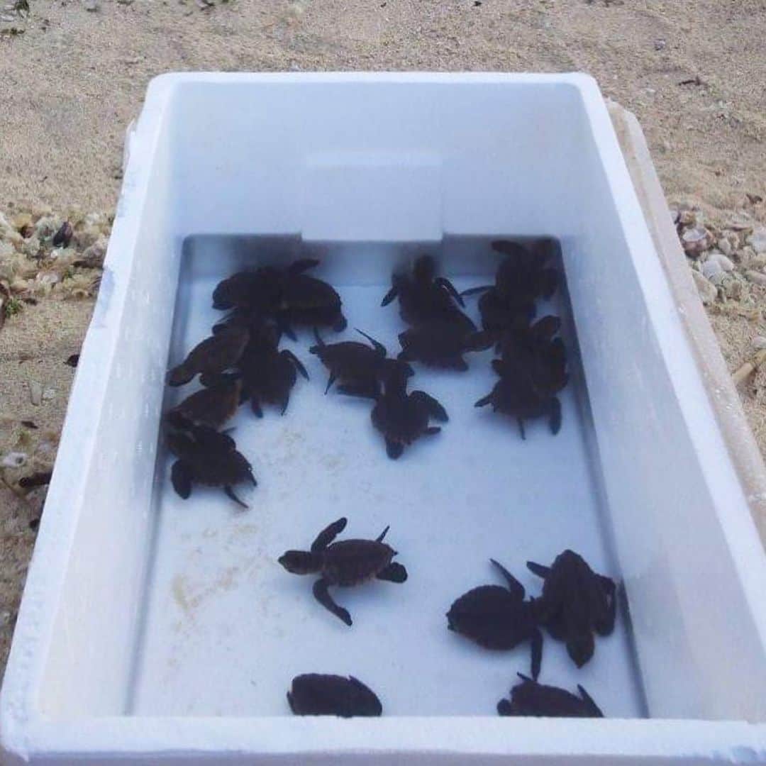 田中律子さんのインスタグラム写真 - (田中律子Instagram)「この写真は、7年前の海亀🐢の産卵の時のものです🐢🐢🐢  海亀レンジャースタッフのみなさんと、我が家の1階駐車場スペースで、海亀さん🐢の卵を保護して孵化させて、放流をしてました🐢  そして、この夏ホントに久しぶりの海亀さん🐢の産卵🤩無事に孵化して海にかえるんだよ💛  自然の営みをこうして感じることができる沖縄の生活は、生きてることや、自然を守ることや感謝をたくさん教えてくれる✨私たち人間も動物も、この地球🌏という自然の一部💛共存共生しないとね🤩  海亀さんに🐢ありがとうしかない❗️  #okinawa  #okinawalife  #beachlife  #turtle  #beautiful  #lifeisbeautiful  #海亀  #産卵 #海のある生活」7月21日 20時14分 - ri2kotanaka