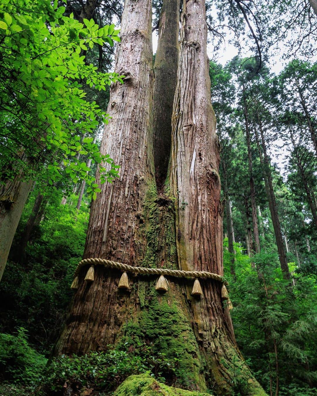 SHOCK EYEさんのインスタグラム写真 - (SHOCK EYEInstagram)「茨城県にある御岩神社⛩  ある宇宙飛行士が宇宙から日本を見下ろした時に、この御岩神社から空に向かって光の柱が立っていたのが見えたと言う。  ここは、神社好き界隈では有名な超絶パワースポット✨🙏  自然信仰、山岳信仰の地であり、神仏習合時代の色合いを強く残す御岩山は、縄文時代から神域とされてる場所だよ。  本殿の裏手から山にあがっていく片道１時間の登山道。  雨上がりの山は鮮やかな緑に色づいて、なんとも言えない雰囲気を醸し出していたよ。  途中、山間に鎮座するお気に入りの、かびれ神宮に手を合わせた後、 また山頂を目指して登っていく。  そして、やっと辿り着いた山頂。 見晴らしのいい山頂。 実は、そこに静かに立つ石柱がある。   小さな祠に石柱。  まさに神域、、 そんな感じの雰囲気。 手を合わせ、感謝を伝え、最後に写真を撮らせてもらいます🙏 とお願いをしてからパチリ📸  どう？ 伝わるかな？  この雰囲気。  このパワーを皆さんにお裾分け✨  #御岩神社 #茨城県 #御岩山 #かびれ神宮 #山岳信仰 #自然信仰 #パワースポット」7月22日 11時54分 - shockeye_official