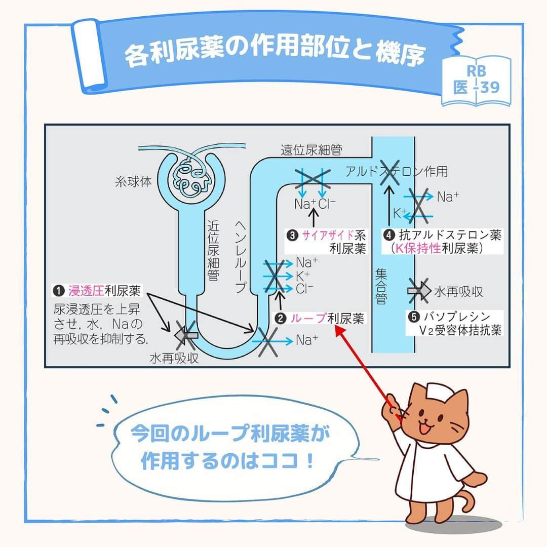 ネコナースさんのインスタグラム写真 - (ネコナースInstagram)「今回のテーマは『利尿薬』です！   この問題は特に正答率が低かったので要チェックです💪🏻  利尿薬はそれぞれ作用部位や作用機序が違って覚えるのが大変ですよね💦 しかし，大切な薬の一つなので，図を用いながら一緒に覚えていきましょう！  必修問題対策には，必修専用の問題集『クエスチョン・バンクSelect必修』がおすすめです！  書籍『クエスチョン・バンク』や無料アプリ「クエスチョン・バンク」でも詳しい解説が載っているので、ぜひチェックしてみてくださいね🌟   #看護学生の勉強垢 　のお手伝いになれば・・・  #看護学生 #看護師国家試験 #看護師国家試験対策 #第112回看護師国家試験 #看護学生さんと繋がりたい #看護学生さんと仲良くなりたい #メディックメディア #クエスチョンバンク #レビューブック #看護学生 #看護学生勉強」7月22日 18時36分 - neco_nurse