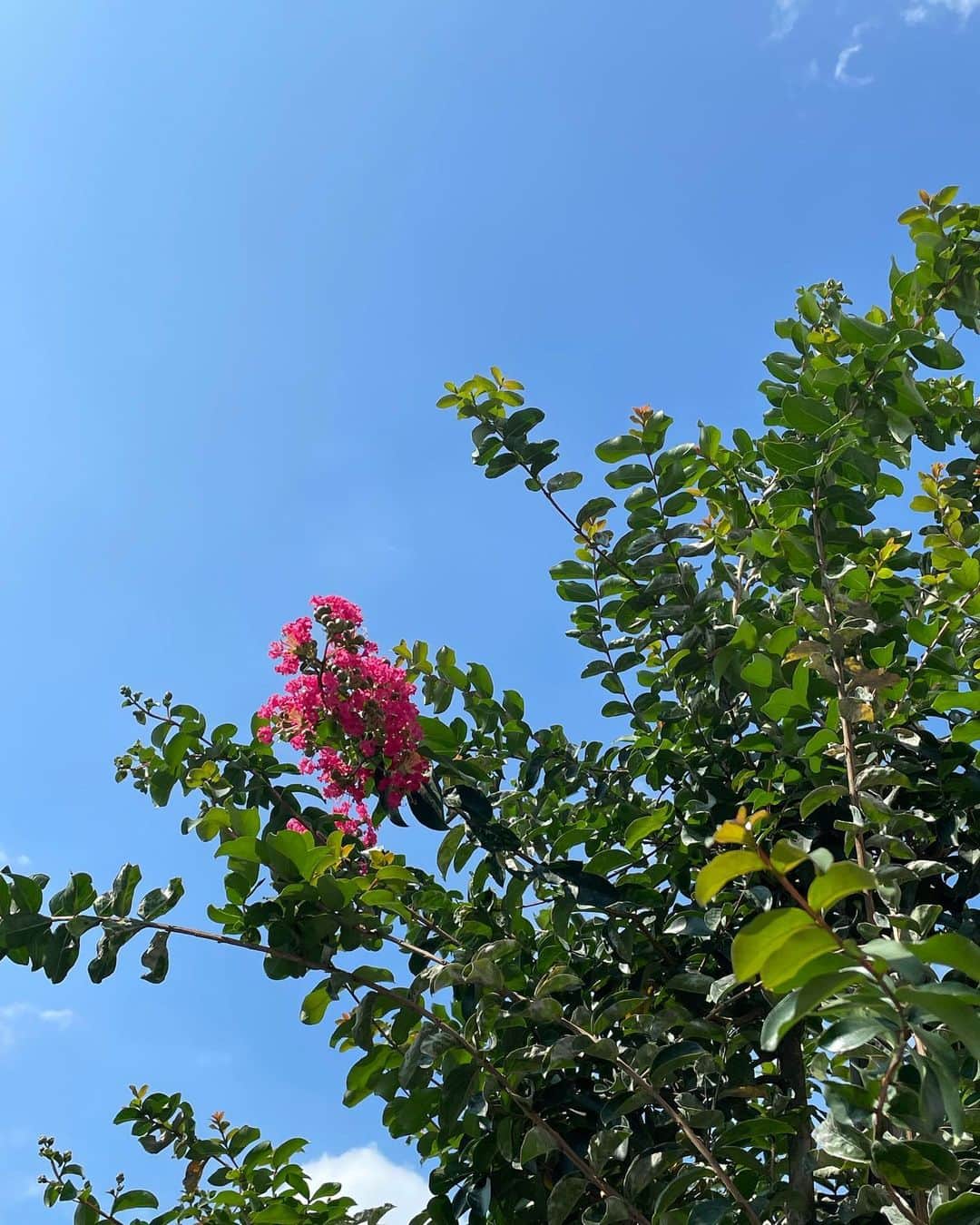 小橋めぐみさんのインスタグラム写真 - (小橋めぐみInstagram)「衣装合わせの帰りに、 今年はじめての百日紅。 いつも、一番暑い時期にぽわぽわ咲き始める、逞しい花。 見習いたい。  #百日紅」7月23日 18時48分 - megumikok