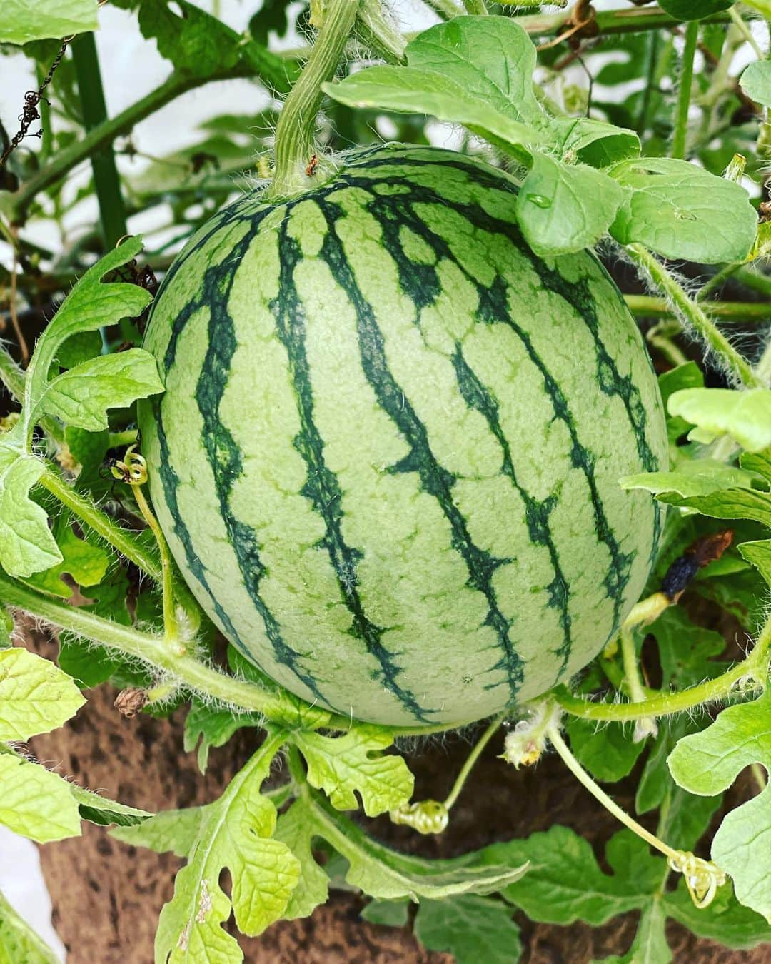 山口もえさんのインスタグラム写真 - (山口もえInstagram)「・  大切に育てていた小玉スイカ🍉 ずいぶんと大きくなりました👏 もう少ししたら食べられるかな♡  #家庭菜園 #スイカ#🍉 #プランター菜園 #大切に育てても #食べる時はあっという間 #だよね♡ #笑  #夏休み #スイカ#🍉」7月23日 20時23分 - moe_yamaguchi0611