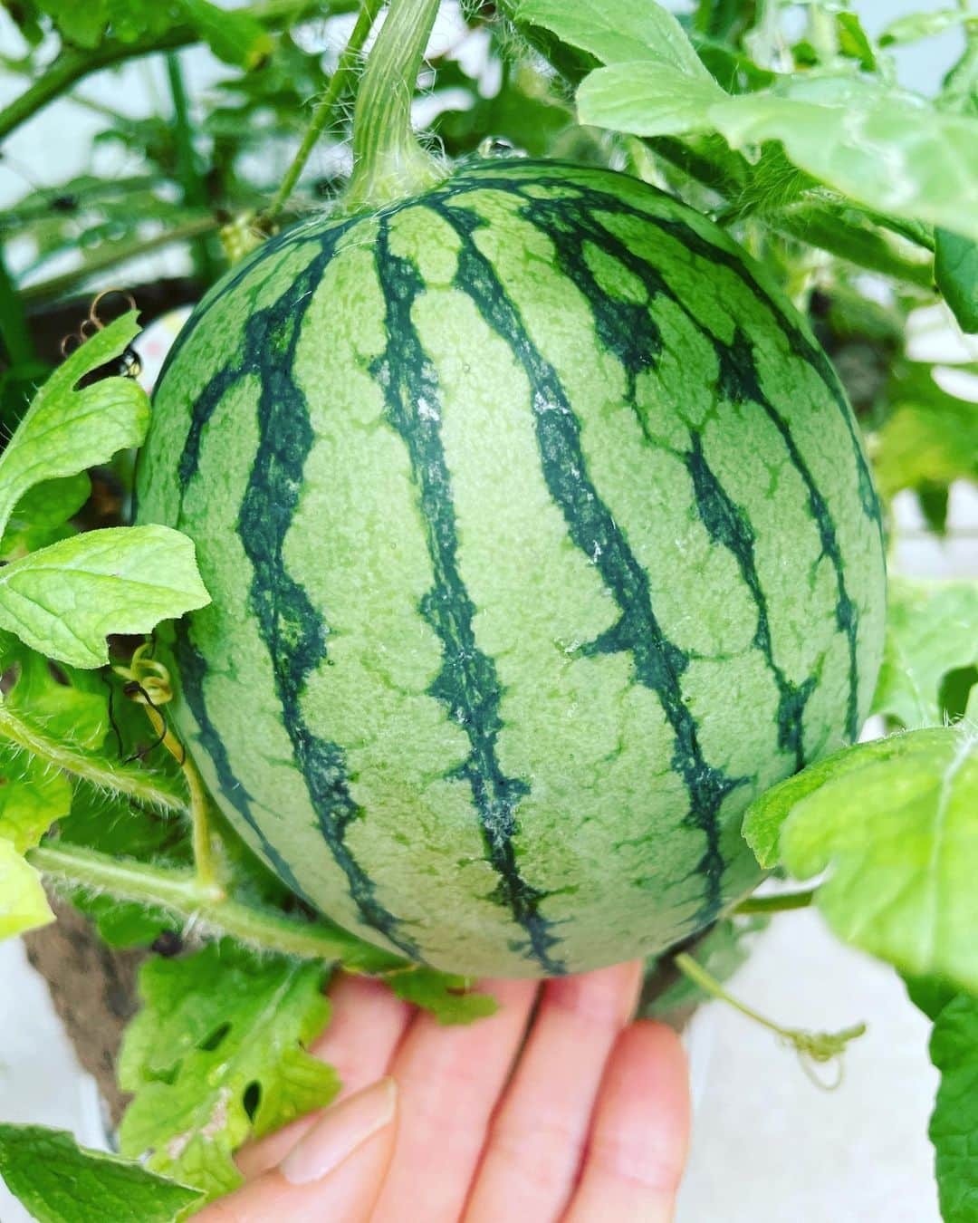 山口もえさんのインスタグラム写真 - (山口もえInstagram)「・  大切に育てていた小玉スイカ🍉 ずいぶんと大きくなりました👏 もう少ししたら食べられるかな♡  #家庭菜園 #スイカ#🍉 #プランター菜園 #大切に育てても #食べる時はあっという間 #だよね♡ #笑  #夏休み #スイカ#🍉」7月23日 20時23分 - moe_yamaguchi0611