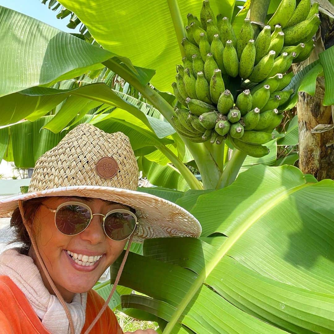 田中律子さんのインスタグラム写真 - (田中律子Instagram)「バナナ🍌が絶賛成長中🍌💛🌞🌴  牛糞の肥料をあげて、収穫までにもう少し太らせるぞーー🍌🍌🍌4ヶ所でバナナが実をつけてるから、楽しみすぎるーー💛🌞バンシルー（グァバ）今年もたくさん実をつけてるーー💛うちのグァバは、ピンクグァバです✨  頭から滝汗のこの季節は、ROXYの @roxyjapan のハットがホントに役に立つ❗️🌞首にかけるタオルの中にはアイスノン入れて冷やします🥵大塚製薬の　@otsukanc  OS1ゼリーがかかせない🙌水分補給には、毎日OS1飲んでます💛  そして、ナオトくん　@nao_inami が愛情たっぷり育ててるマンゴー🥭🥭🥭🥭🥭 めちゃくちゃデッカいマンゴー🥭🥭🥭🥭作業終わりに、かぶりついたけど、甘くて濃厚で美味しかったーー❤️ナオトにーにー、ありがとーーー🙏  #okinawa  #okinawalife  #beachlife  #banana  #organic  #mygarden  #os1ゼリー  #熱中症対策」7月24日 16時30分 - ri2kotanaka