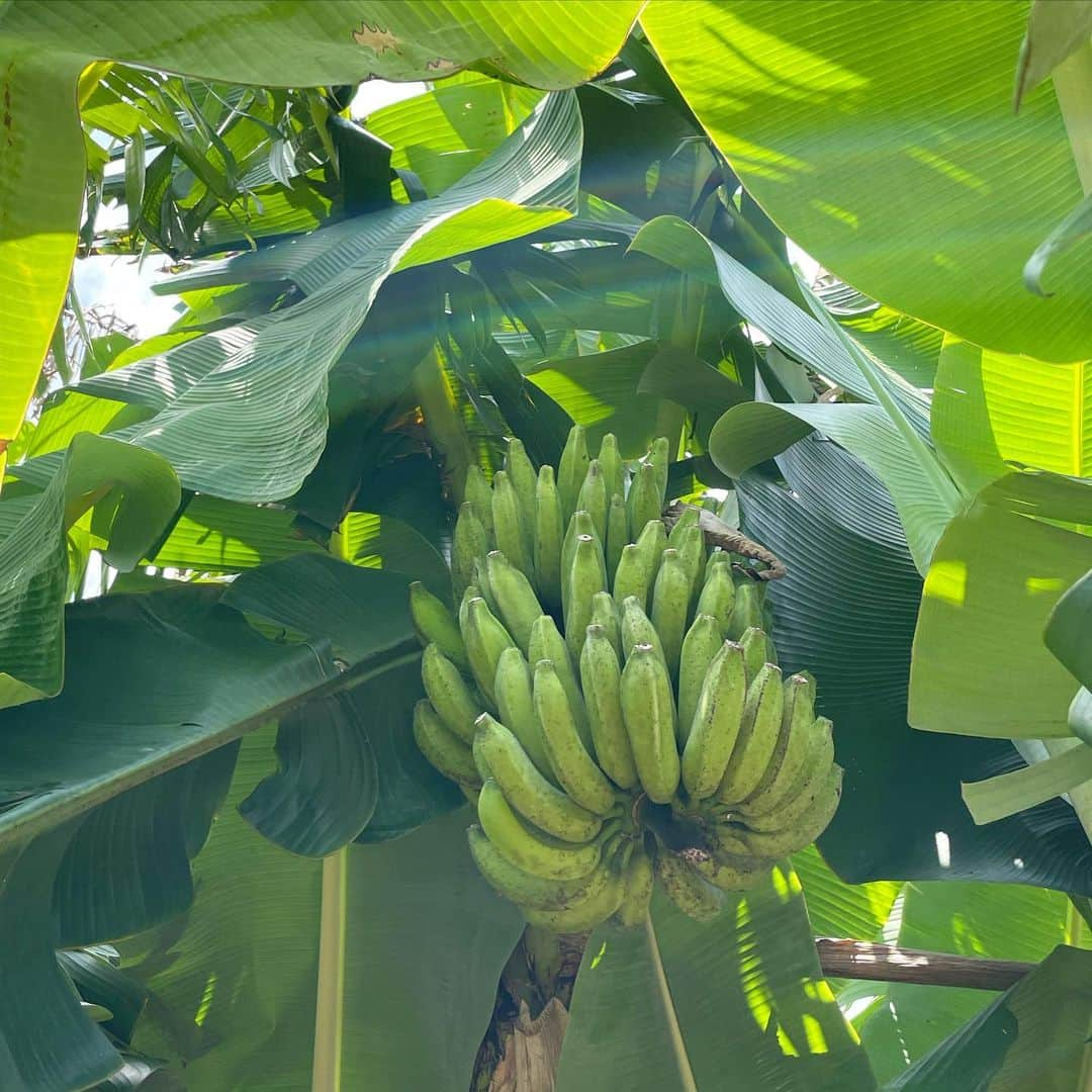 田中律子さんのインスタグラム写真 - (田中律子Instagram)「バナナ🍌が絶賛成長中🍌💛🌞🌴  牛糞の肥料をあげて、収穫までにもう少し太らせるぞーー🍌🍌🍌4ヶ所でバナナが実をつけてるから、楽しみすぎるーー💛🌞バンシルー（グァバ）今年もたくさん実をつけてるーー💛うちのグァバは、ピンクグァバです✨  頭から滝汗のこの季節は、ROXYの @roxyjapan のハットがホントに役に立つ❗️🌞首にかけるタオルの中にはアイスノン入れて冷やします🥵大塚製薬の　@otsukanc  OS1ゼリーがかかせない🙌水分補給には、毎日OS1飲んでます💛  そして、ナオトくん　@nao_inami が愛情たっぷり育ててるマンゴー🥭🥭🥭🥭🥭 めちゃくちゃデッカいマンゴー🥭🥭🥭🥭作業終わりに、かぶりついたけど、甘くて濃厚で美味しかったーー❤️ナオトにーにー、ありがとーーー🙏  #okinawa  #okinawalife  #beachlife  #banana  #organic  #mygarden  #os1ゼリー  #熱中症対策」7月24日 16時30分 - ri2kotanaka