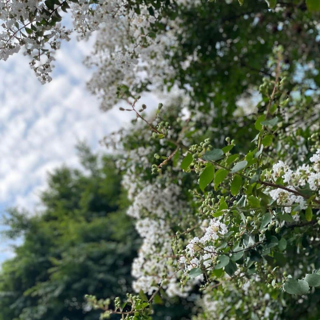草間淑江さんのインスタグラム写真 - (草間淑江Instagram)「♡♡♡  日曜日はあっという間に過ぎていく。  #草間淑江#休日#日曜日#空が綺麗だった#この花なんだろ #綺麗なものは綺麗」7月24日 20時19分 - yoshie_kusama