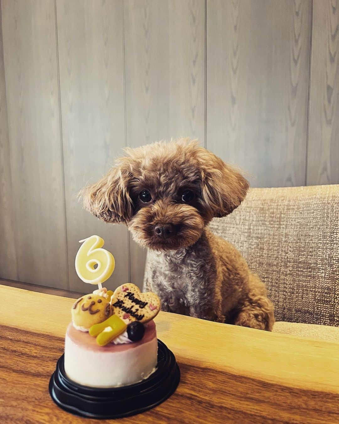 大政絢さんのインスタグラム写真 - (大政絢Instagram)「愛しのなちゅ表情豊か🐶  🎂🎂🎂✨👏  おめでとう🎈  毎日愛おしくてどうしましょ。」7月25日 21時05分 - aya_omasa_official